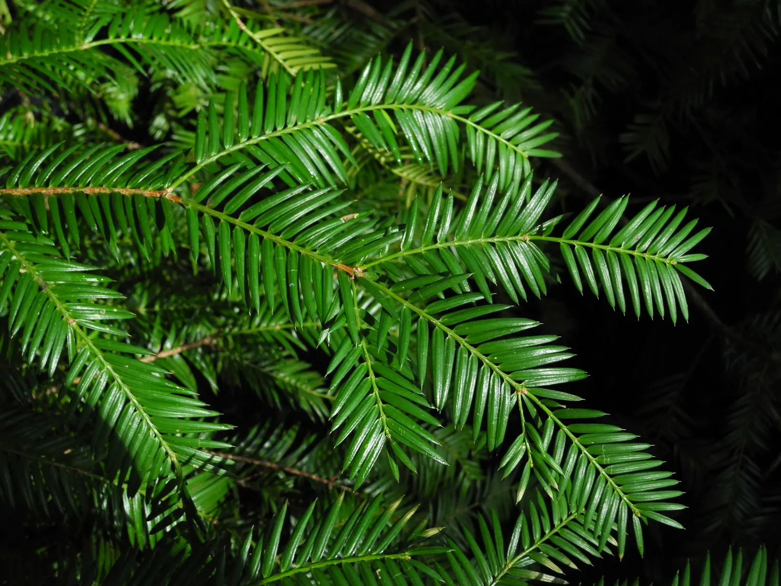 California Nutmeg (Torreya Californica) — is an evergreen tree found in the wild up to 49 ft tall but usually smaller in landscapes; adding both, image 46