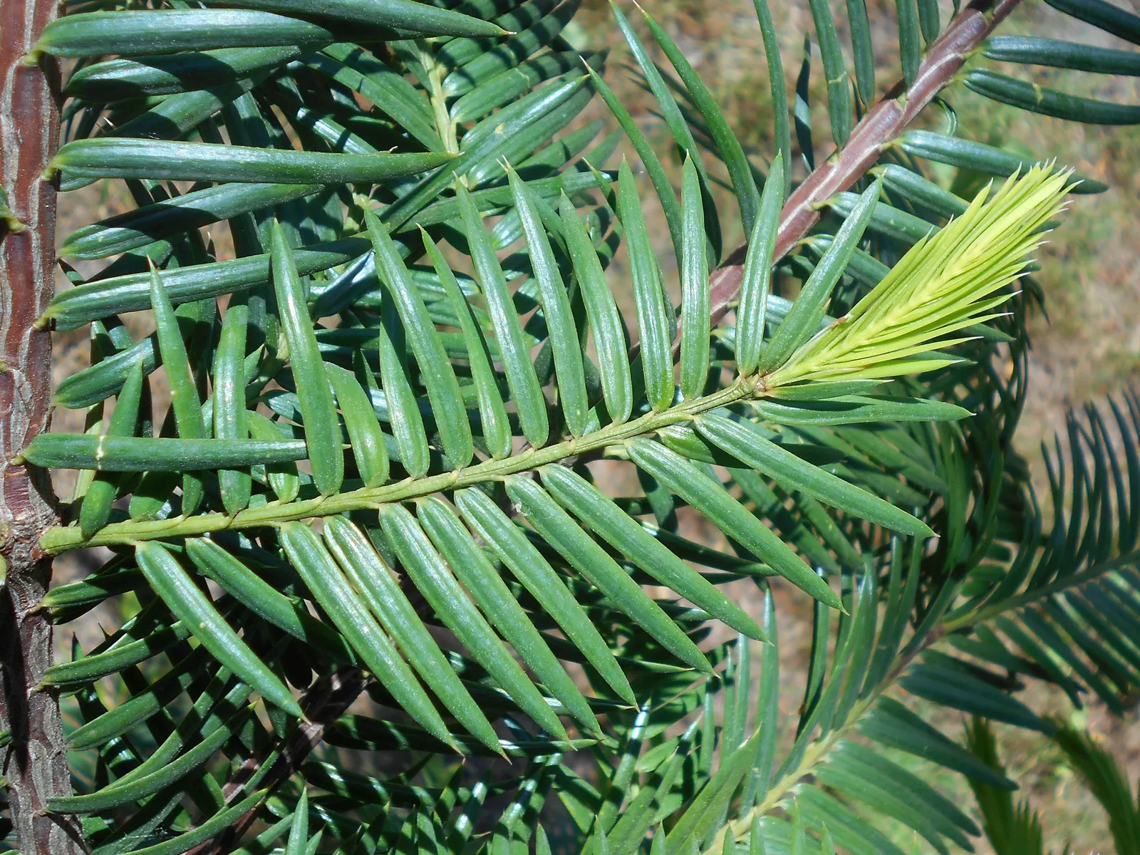 California Nutmeg (Torreya Californica) — scientifically known as Torreya californica