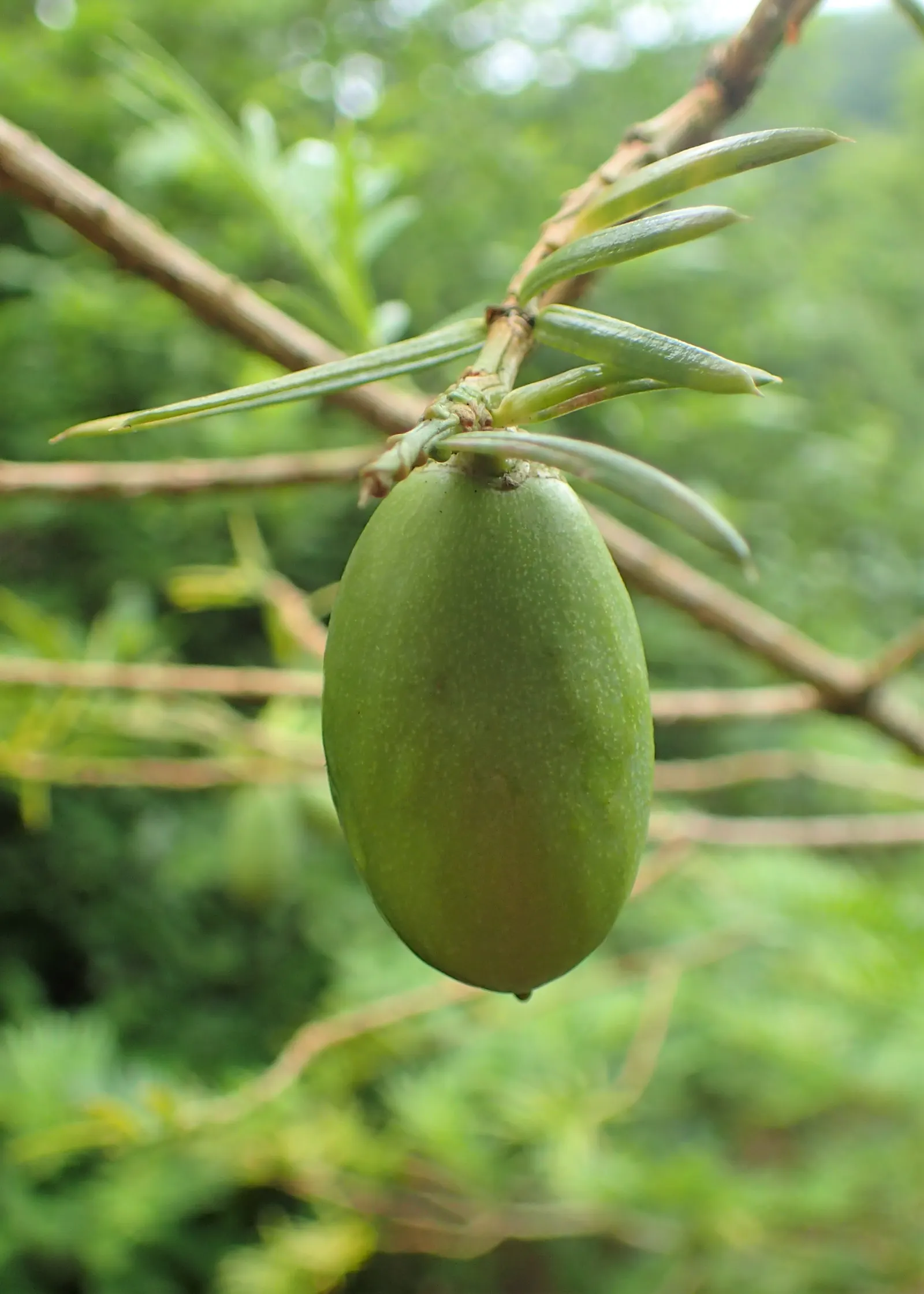 California Nutmeg (Torreya Californica) — conifer / tree for full