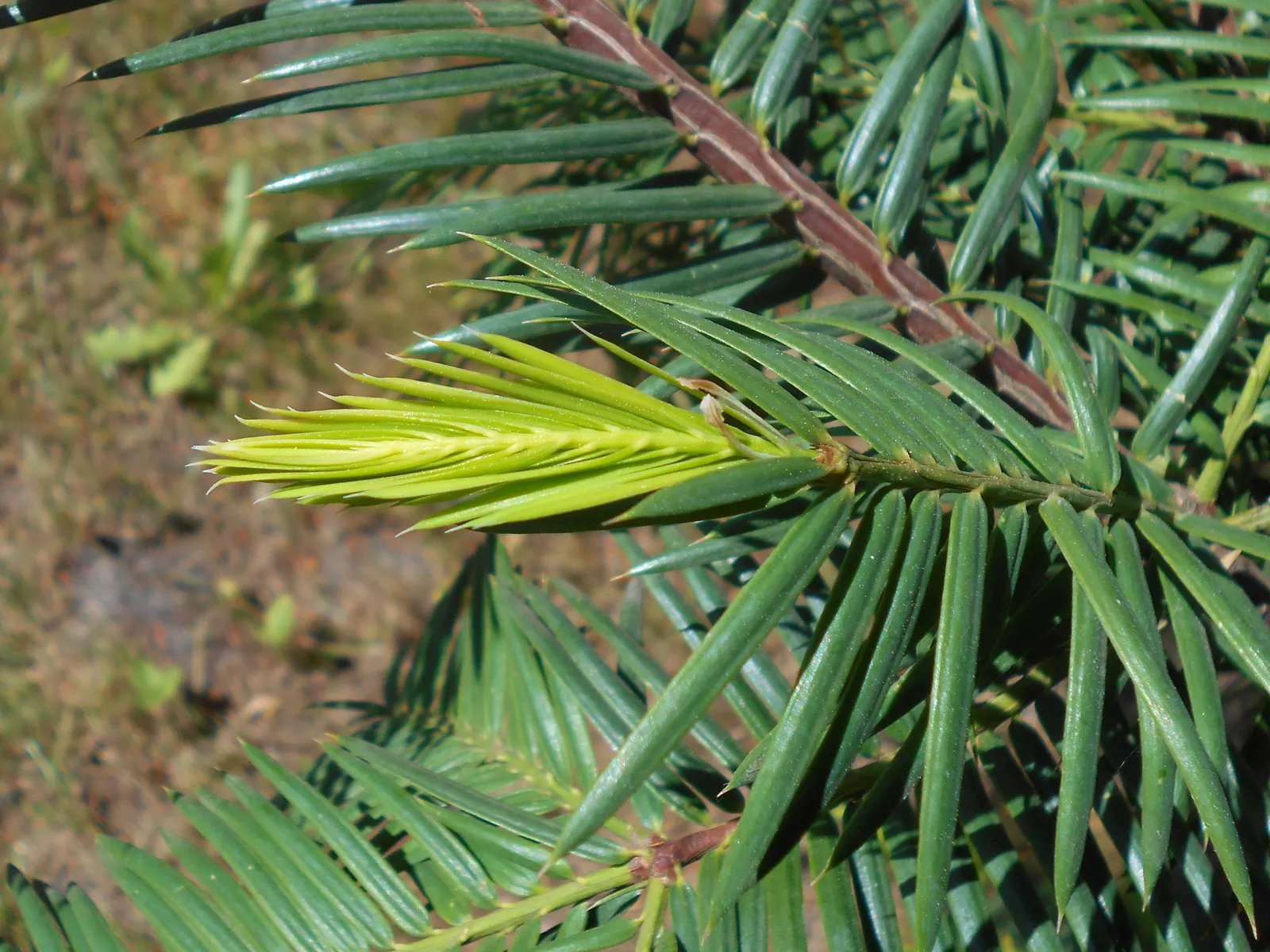 California Nutmeg (Torreya Californica) — The California Nutmeg requires minimal maintenance once established