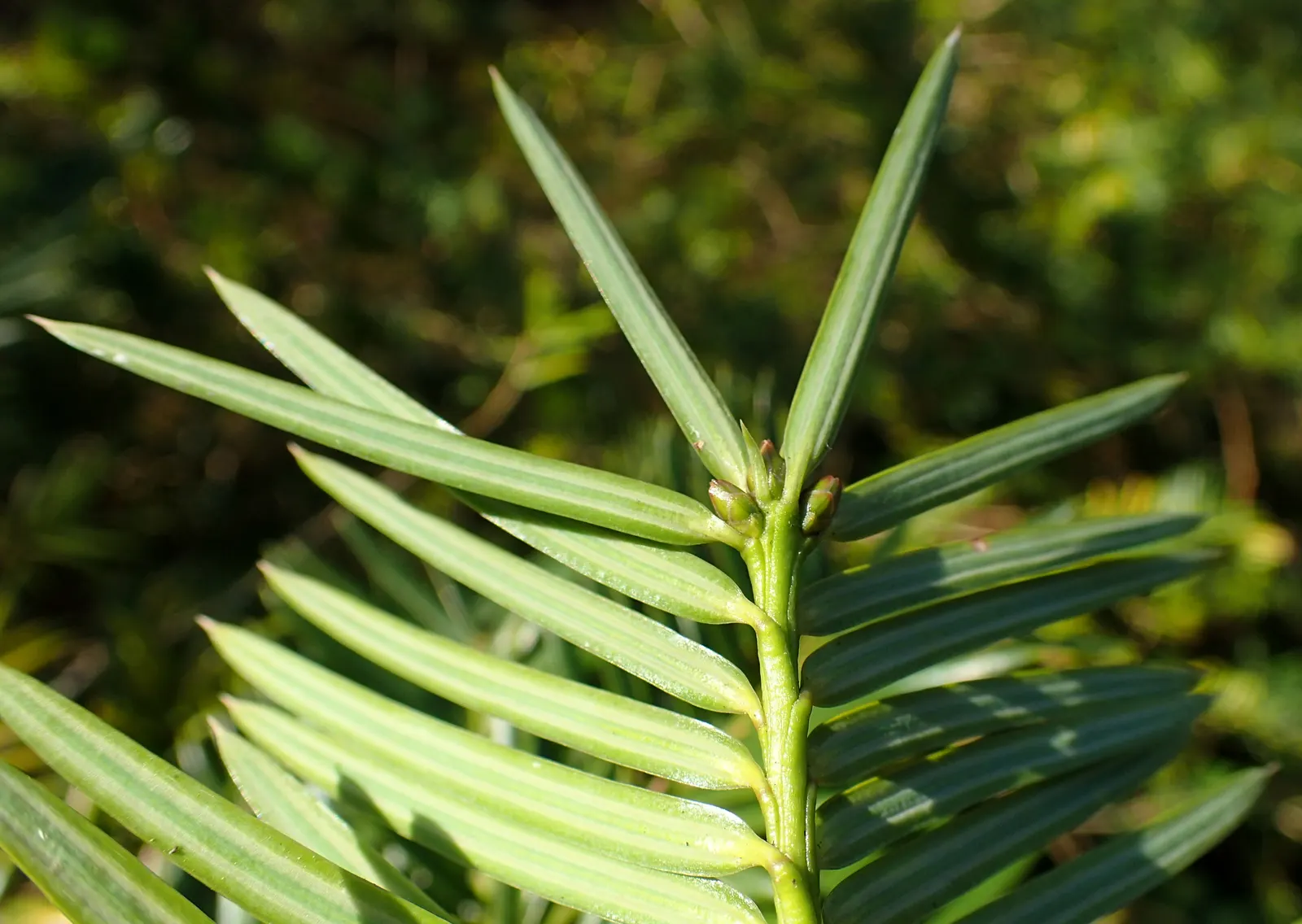 California Nutmeg (Torreya Californica) — making it a noble choice for a client's garden that pursues a stately; prefers moist, well-drained soil and partial