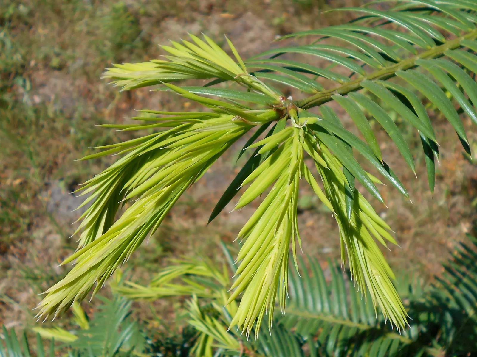 California Nutmeg (Torreya Californica) — consider its requirements for well-drained soil and part to full shade exposure for optimal growth