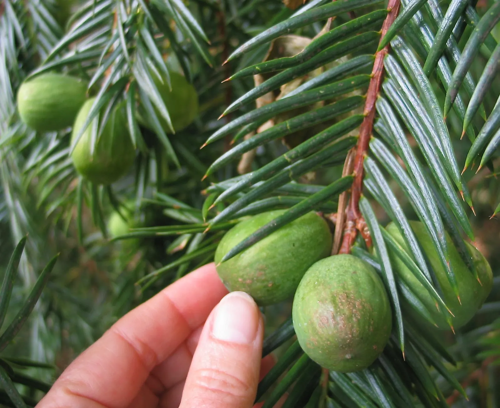 California Nutmeg (Torreya Californica) — is an evergreen tree found in the wild up to 49 ft tall but usually smaller in landscapes