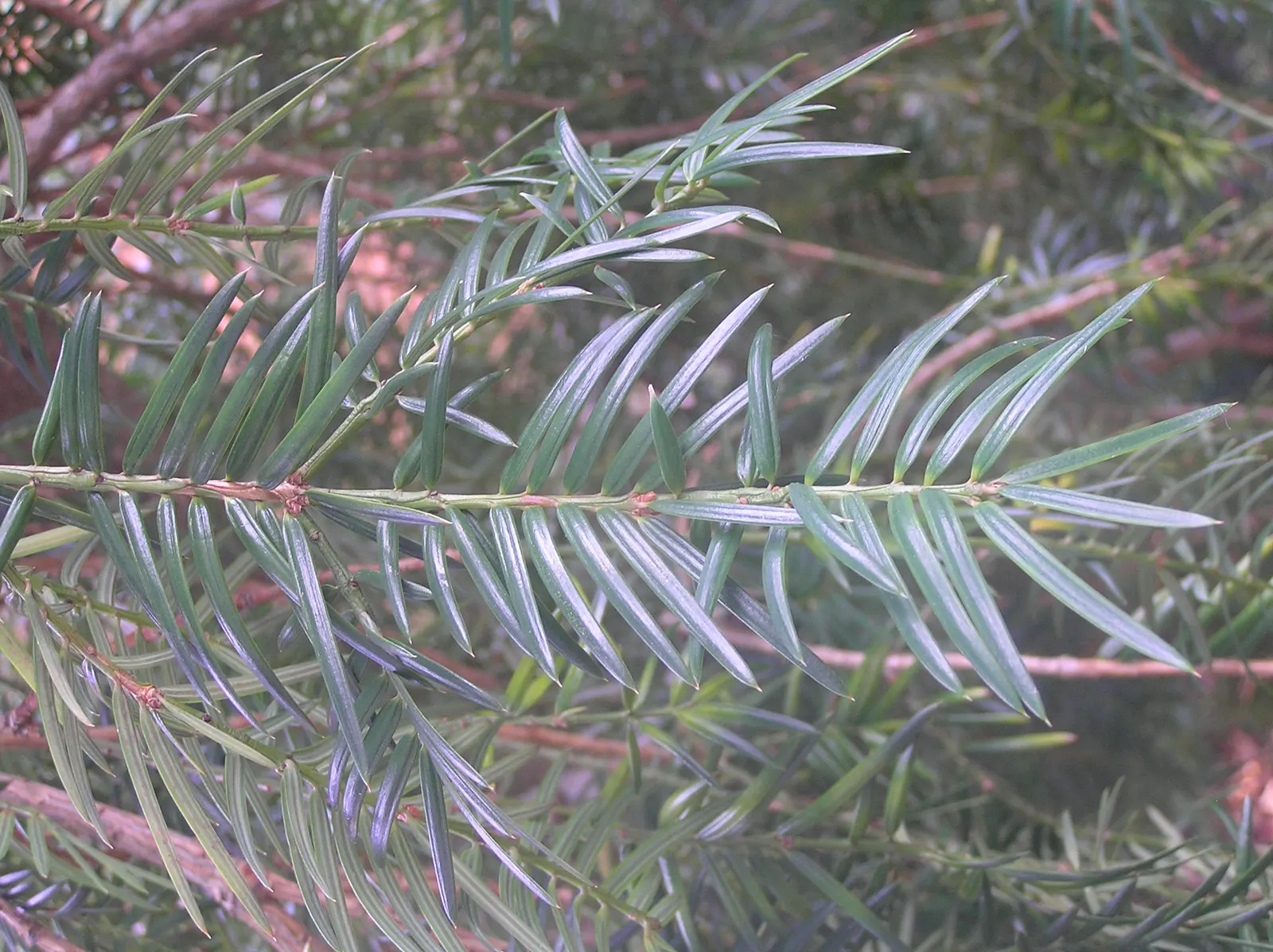 California Nutmeg (Torreya Californica) — plum-like seeds dangle from the tree's branches; scientifically known as Torreya californica