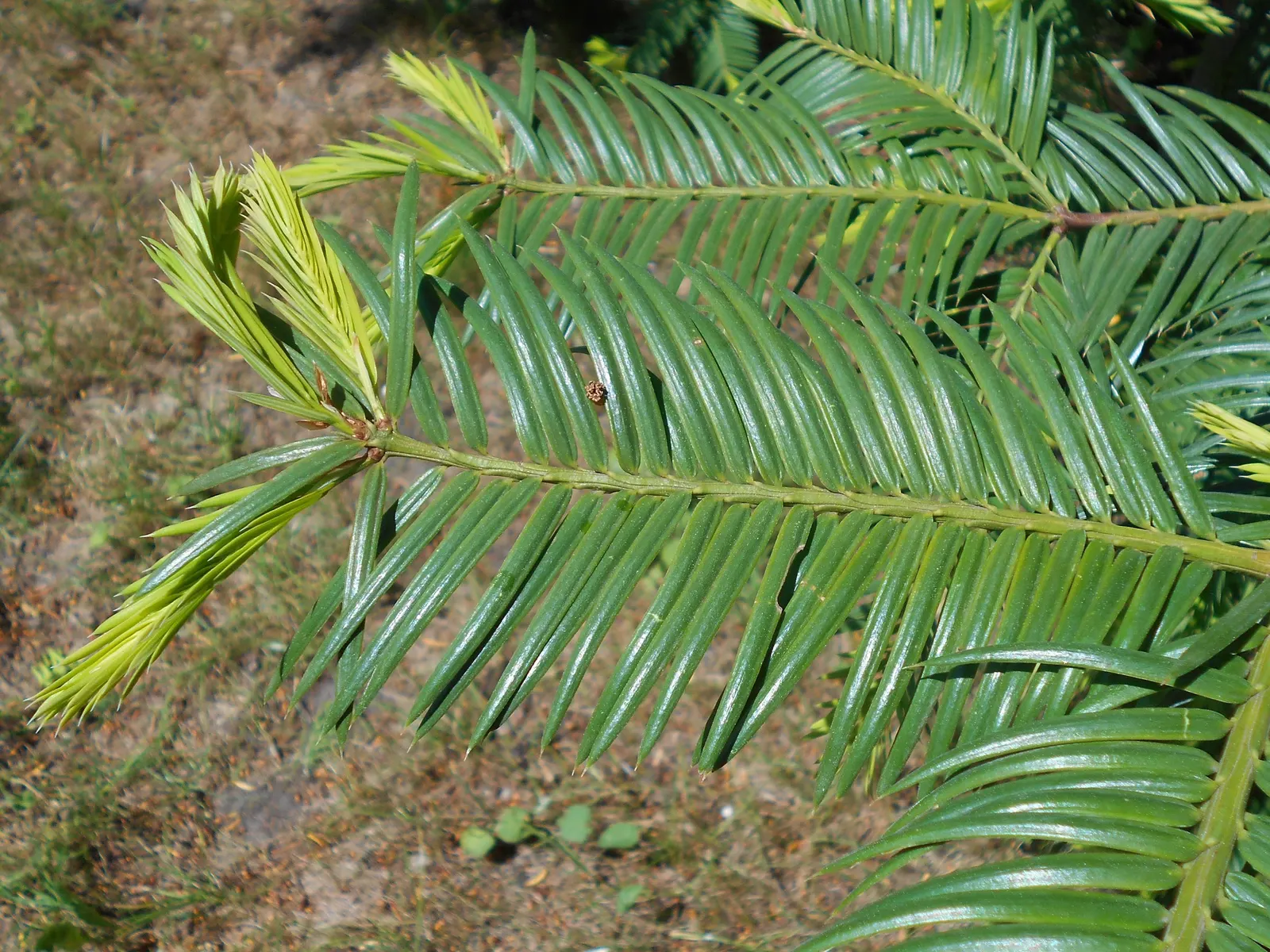 California Nutmeg (Torreya Californica) — adding both texture and density to the garden's greenery