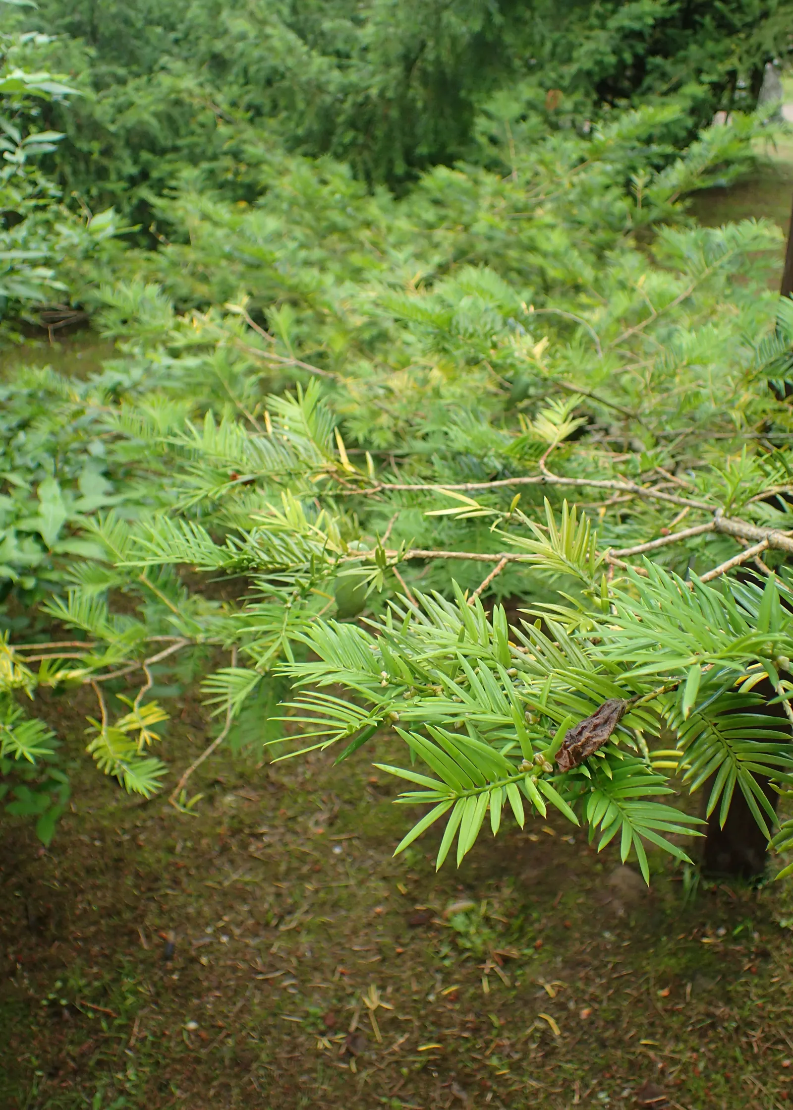 California Nutmeg (Torreya Californica) — While the California Nutmeg is slow-growing
