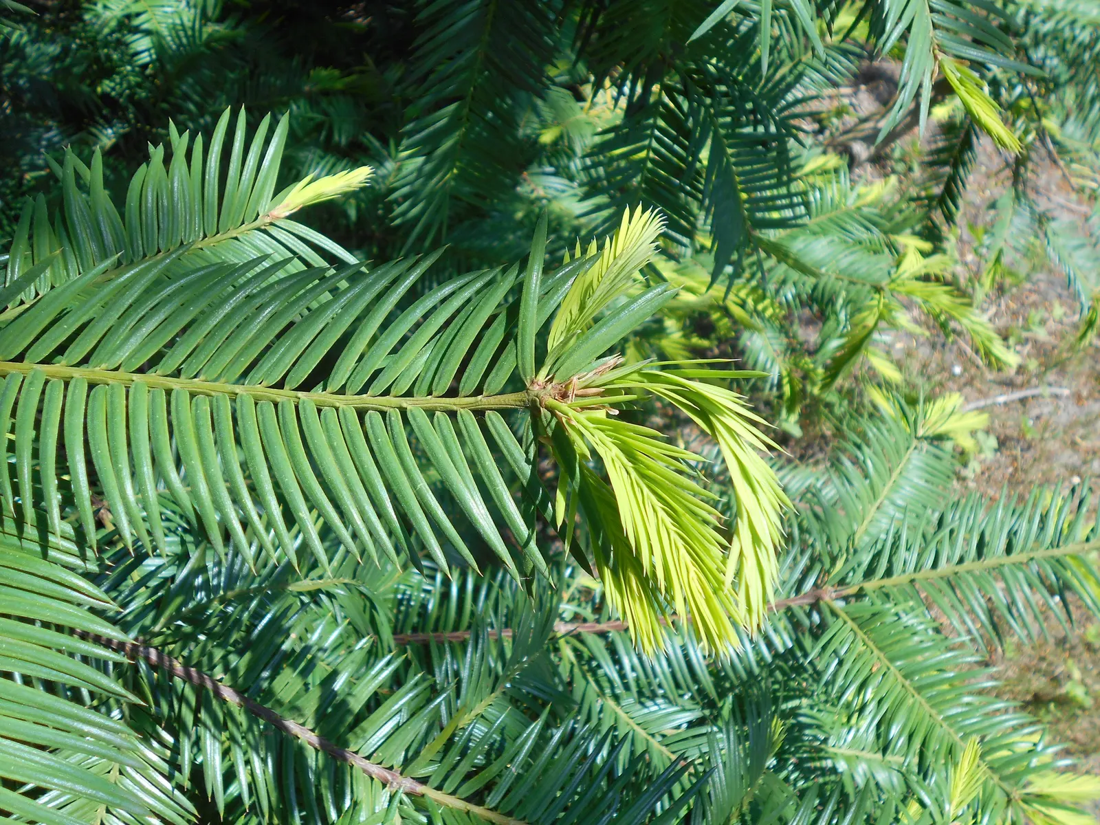 California Nutmeg (Torreya Californica) — creating a unique visual interest