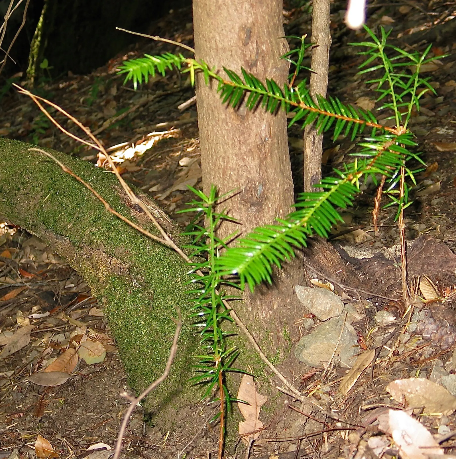 California Nutmeg (Torreya Californica) — dark green needles approximately 1 to 2 inches in length