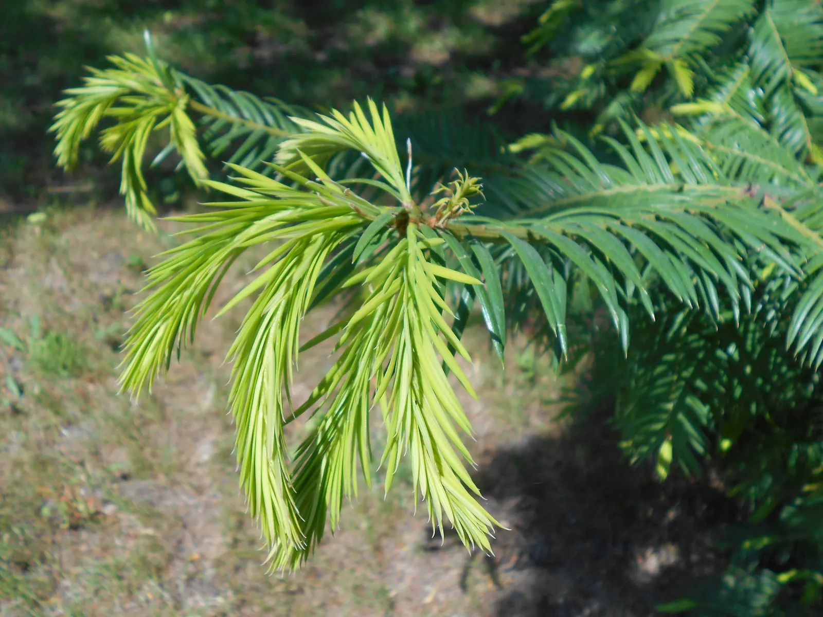 California Nutmeg (Torreya Californica) — is an evergreen tree found in the wild up to 49 ft tall but usually smaller in landscapes; adding both texture and