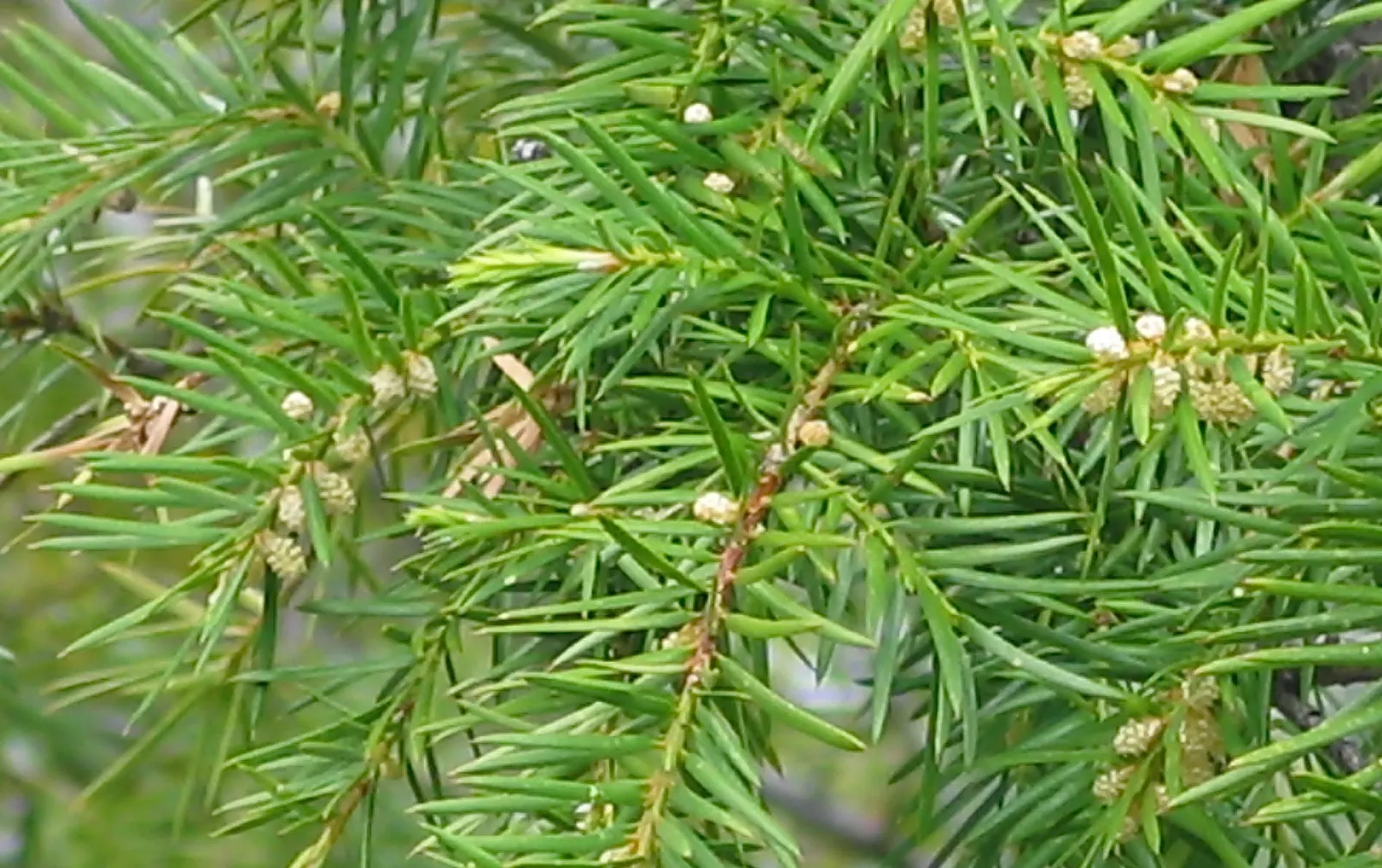 California Nutmeg (Torreya Californica) — adding both texture and density to the garden's greenery; growing natively in the California mountains