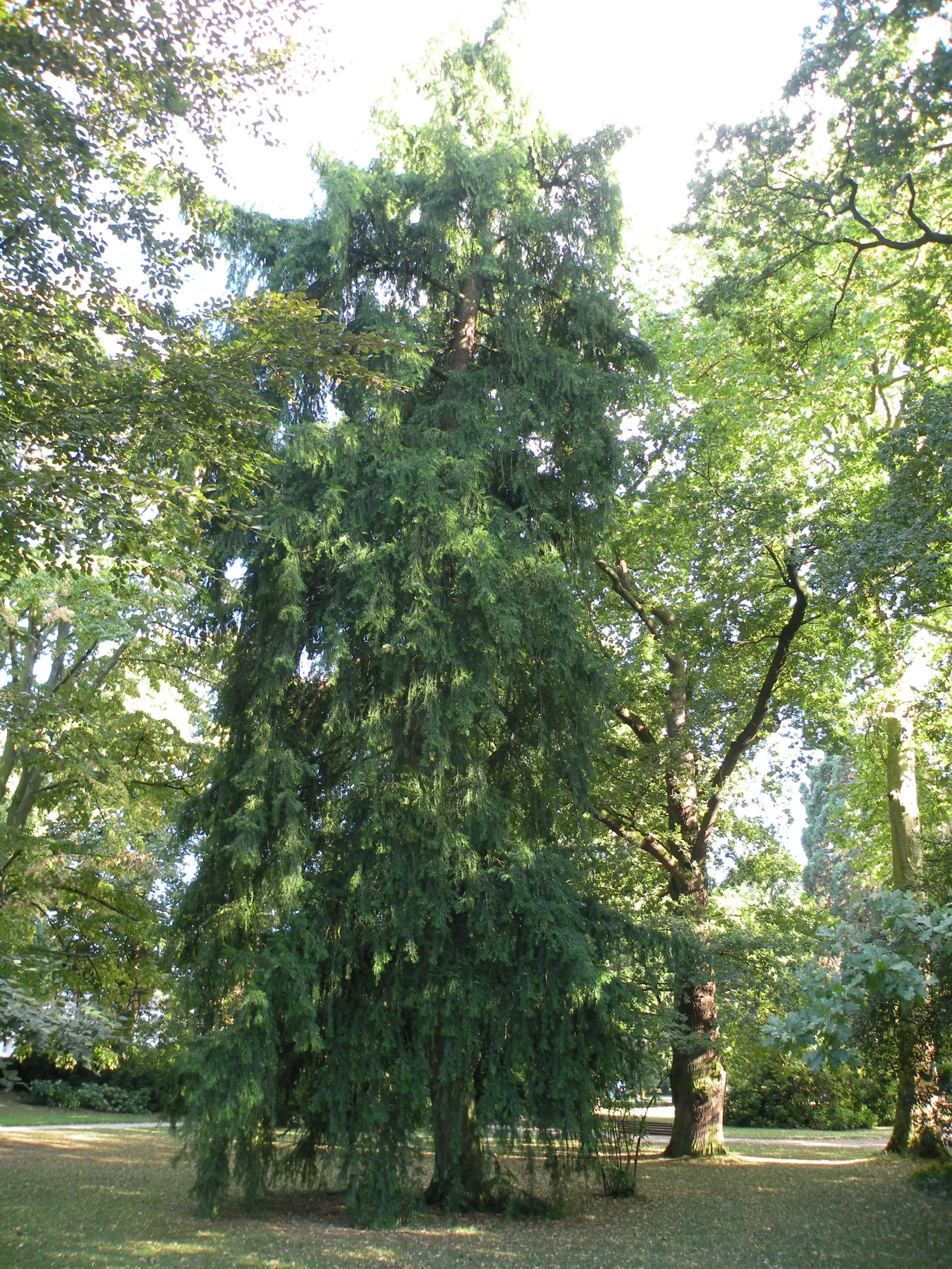 California Nutmeg (Torreya Californica) — Growing natively in the California mountains