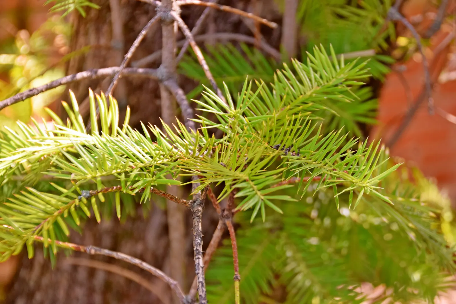 California Nutmeg (Torreya Californica) — While the California Nutmeg is slow-growing; creating a unique visual interest