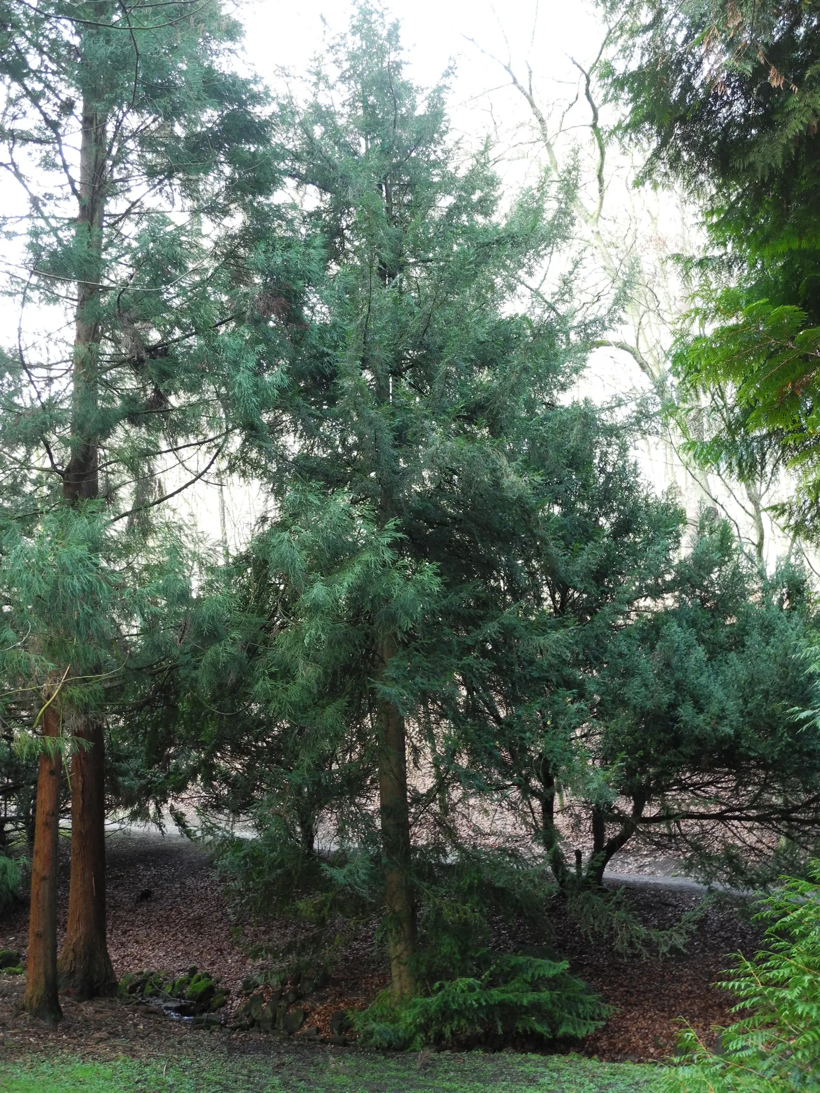 California Nutmeg (Torreya Californica) — Growing natively in the California mountains; dark green needles approximately 1 to 2 inches in length