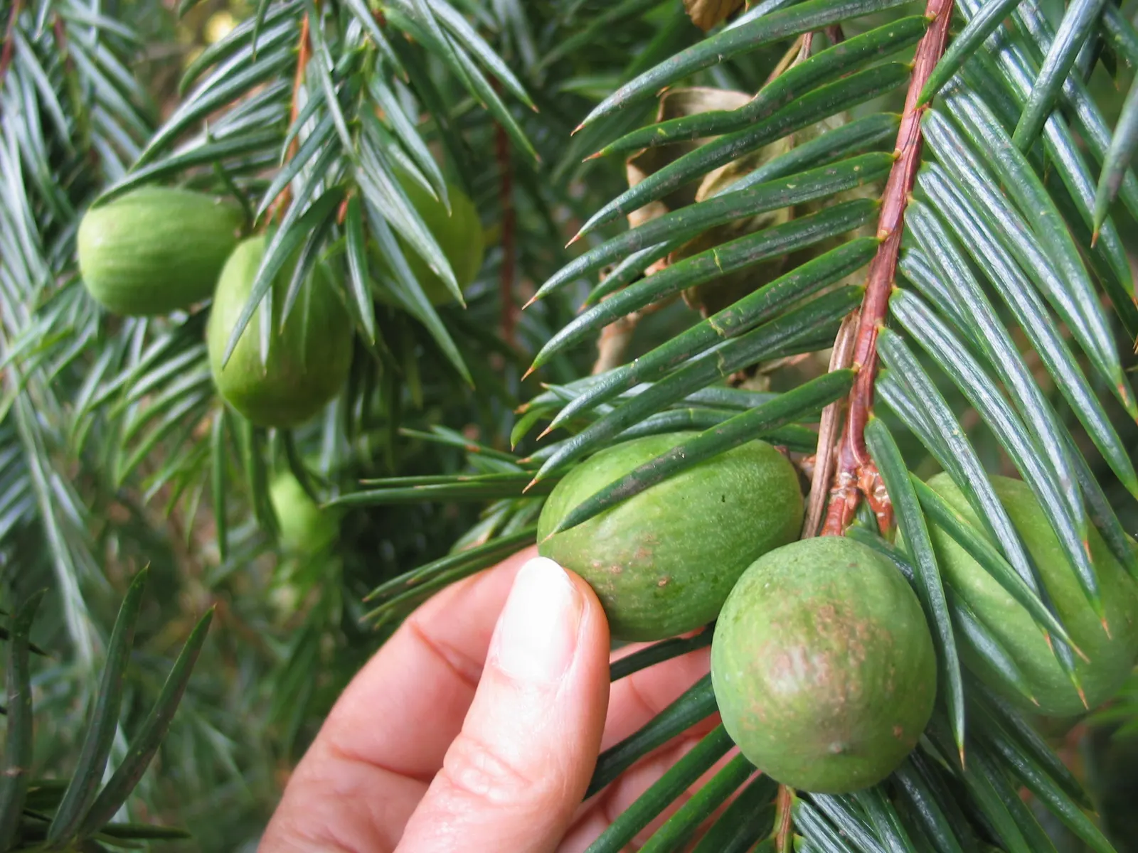California Nutmeg (Torreya Californica) — creating a unique visual interest; plum-like seeds dangle from the tree's branches