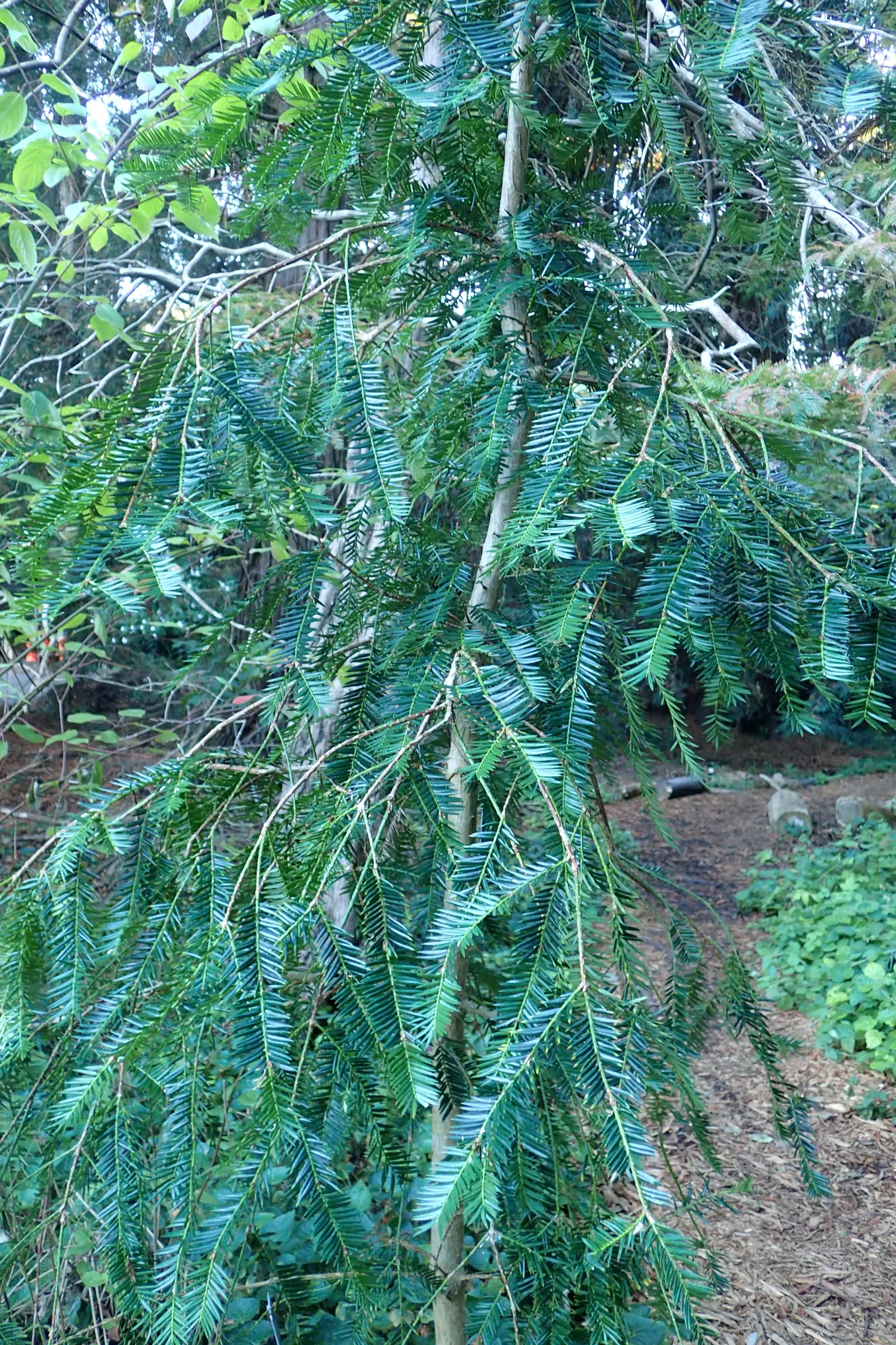 California Nutmeg (Torreya Californica) — and produces plum-like seeds with kernels reminiscent of nu&trade;eg; ranging from 1 to 1.5 inches long, image 48