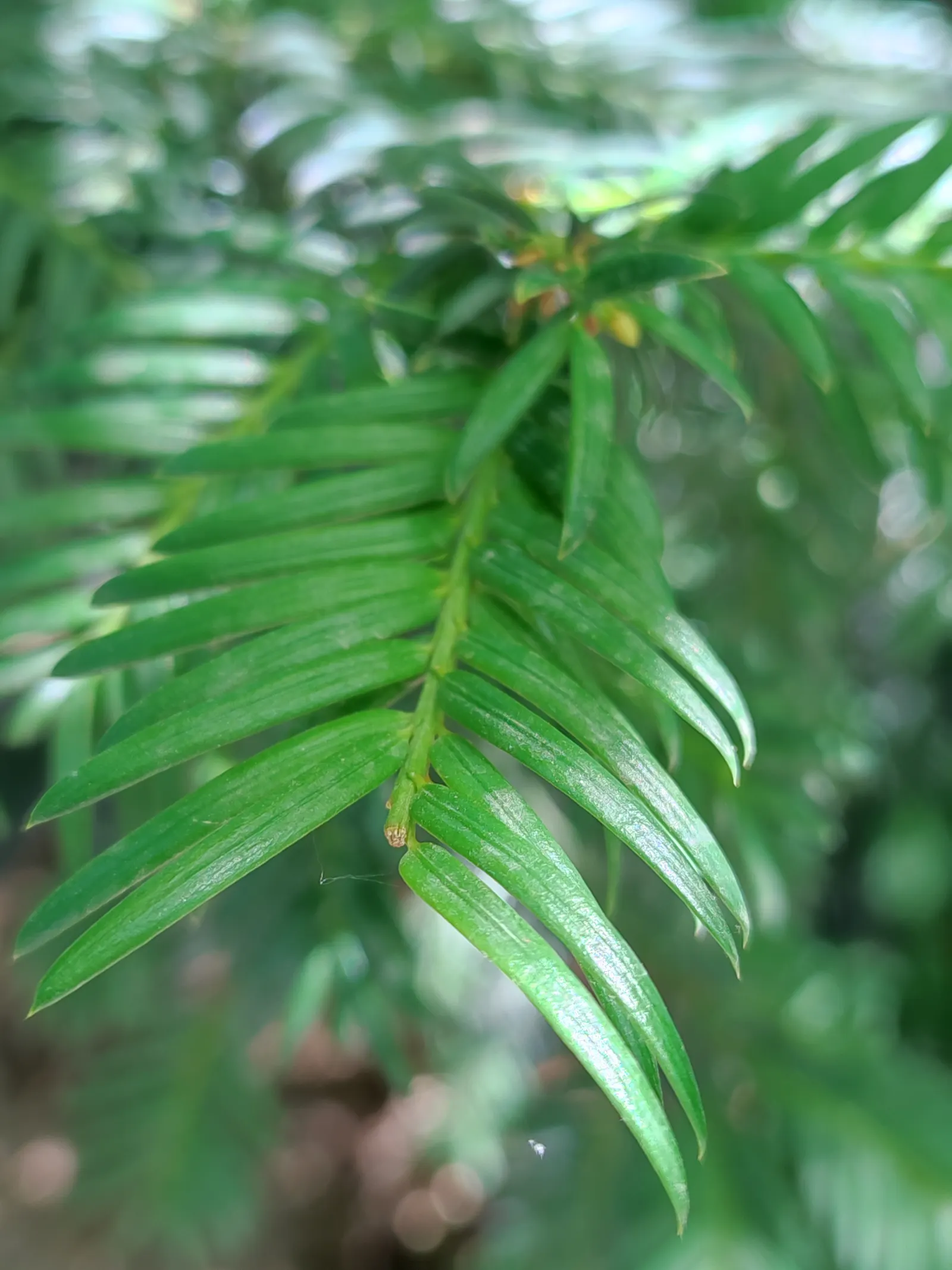 California Nutmeg (Torreya Californica) — making it a noble choice for a client's garden that pursues a stately