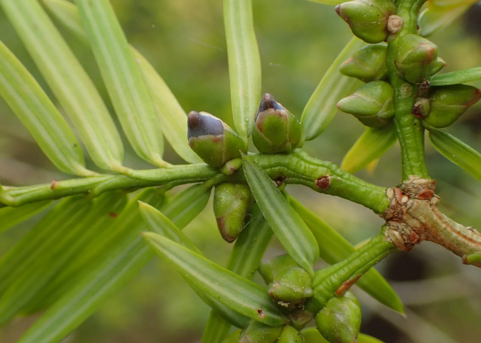 California Nutmeg (Torreya Californica) — Its slow growth and conical form make it ideal for focal points in shade gardens; when incorporating Torreya