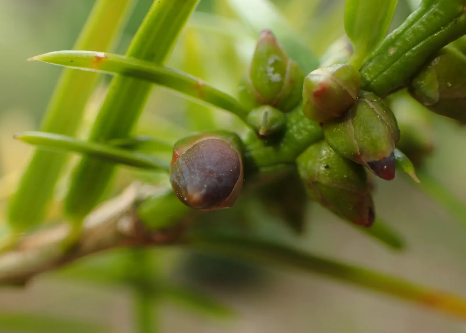 California Nutmeg (Torreya Californica) — commonly known as California Nu&trade;eg