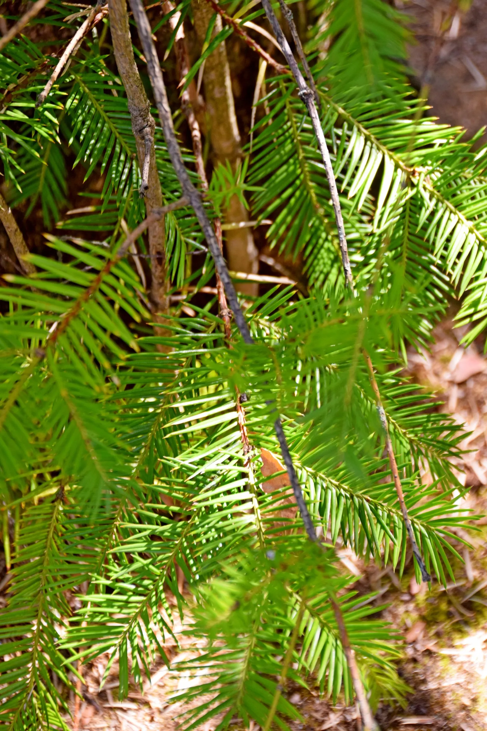 California Nutmeg (Torreya Californica) — When incorporating Torreya californica into a design; its slow growth and conical form make it ideal for focal points