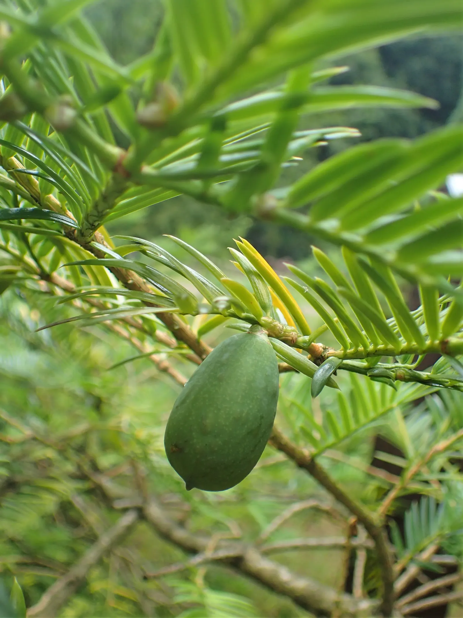 California Nutmeg (Torreya Californica) — plum-like seeds dangle from the tree's branches