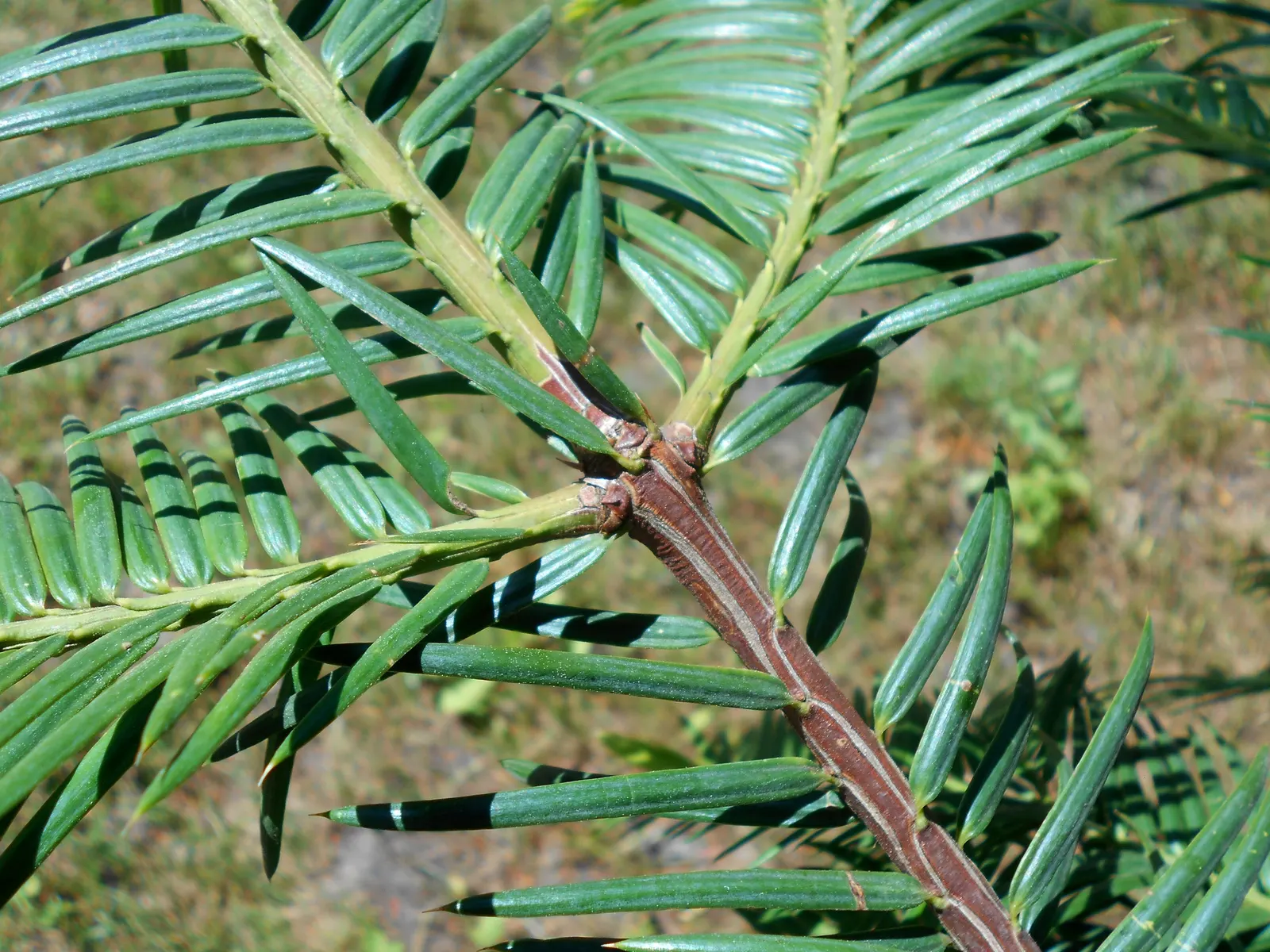 California Nutmeg (Torreya Californica) — dark green needles approximately 1 to 2 inches in length; although the seeds are not for culinary use