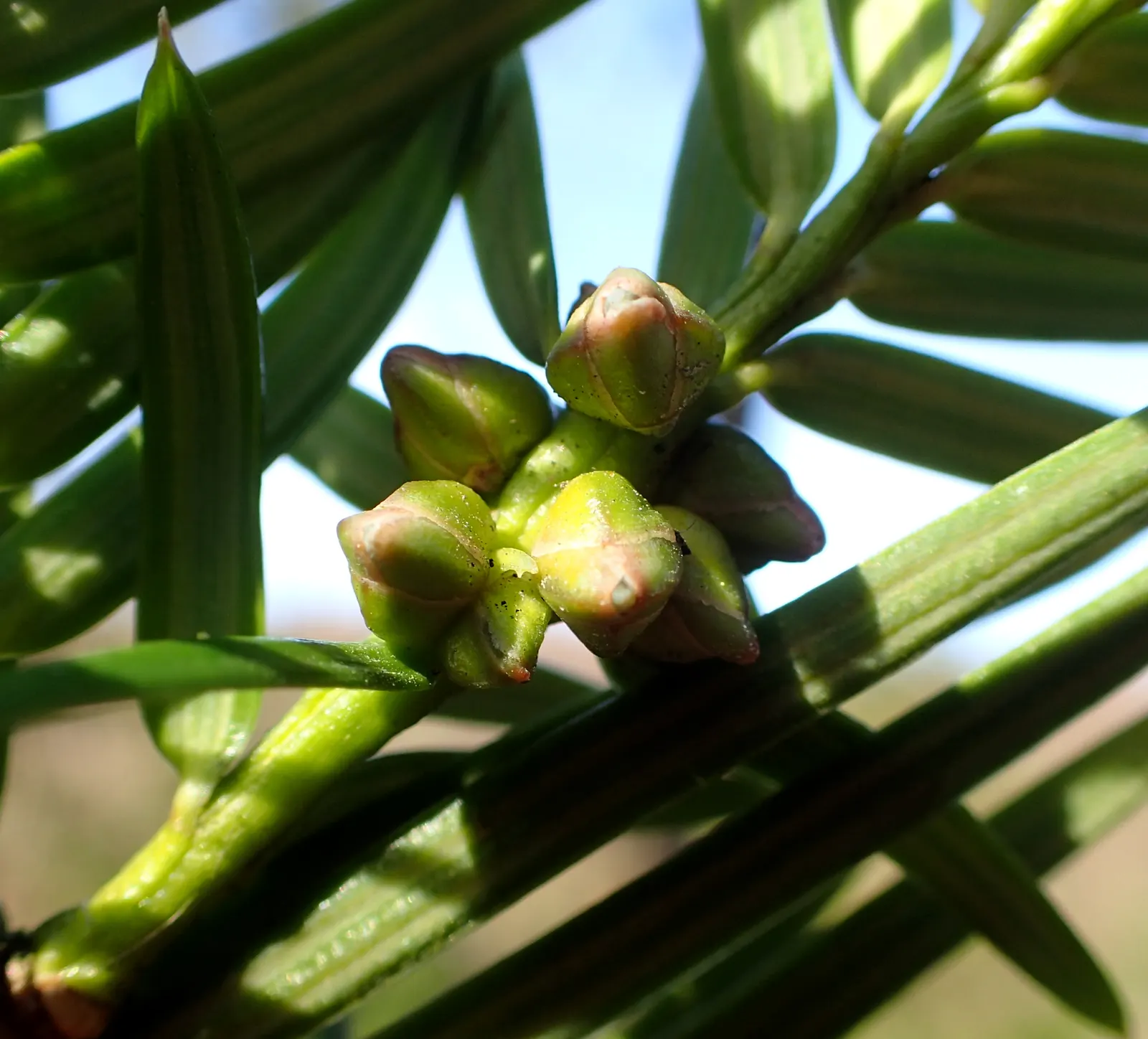 California Nutmeg (Torreya Californica) — consider its requirements for well-drained soil and part to full shade exposure for optimal growth; resembling true
