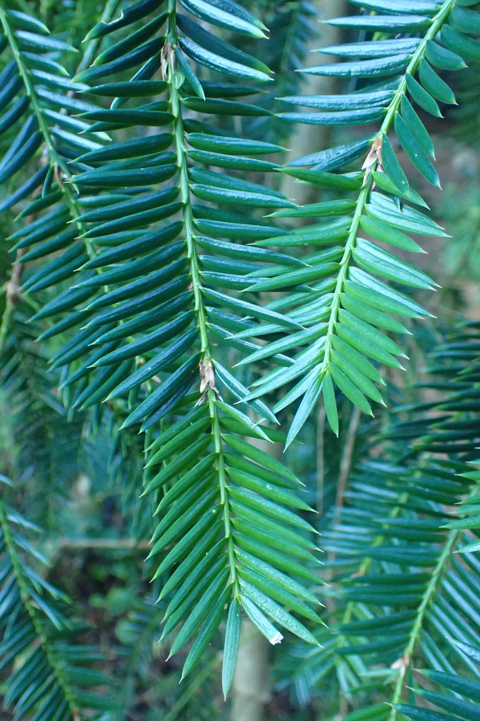 California Nutmeg (Torreya Californica) — commonly known as California Nu&trade;eg; and produces plum-like seeds with kernels reminiscent of, image 45