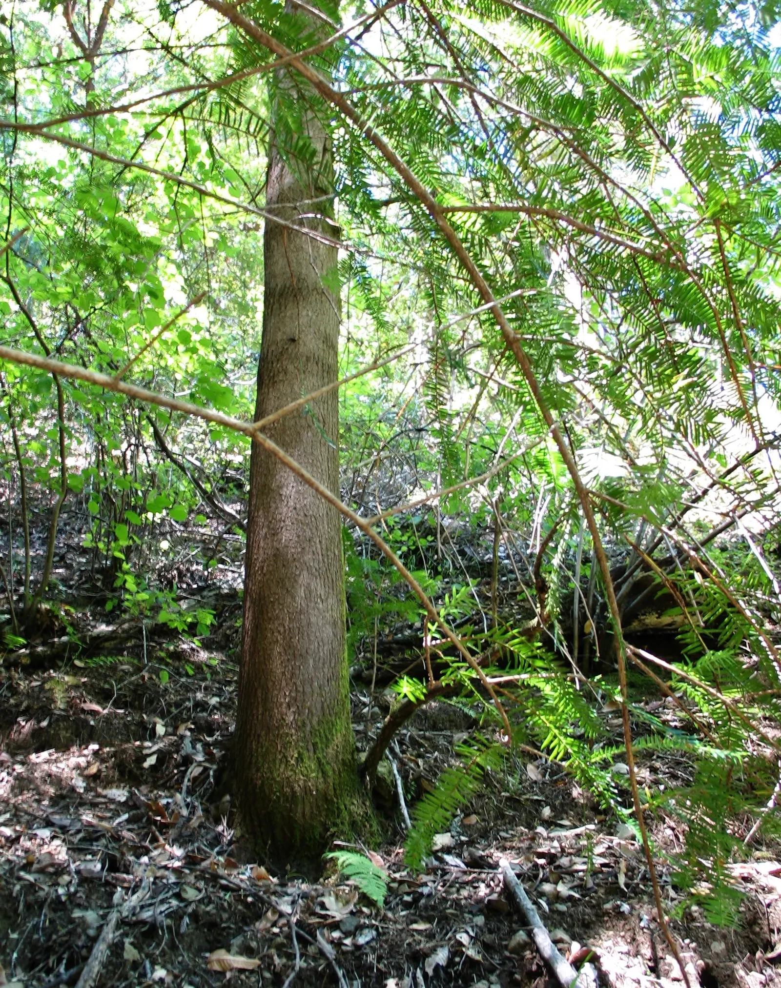 California Nutmeg (Torreya Californica) — Resembling true nutmeg in appearance