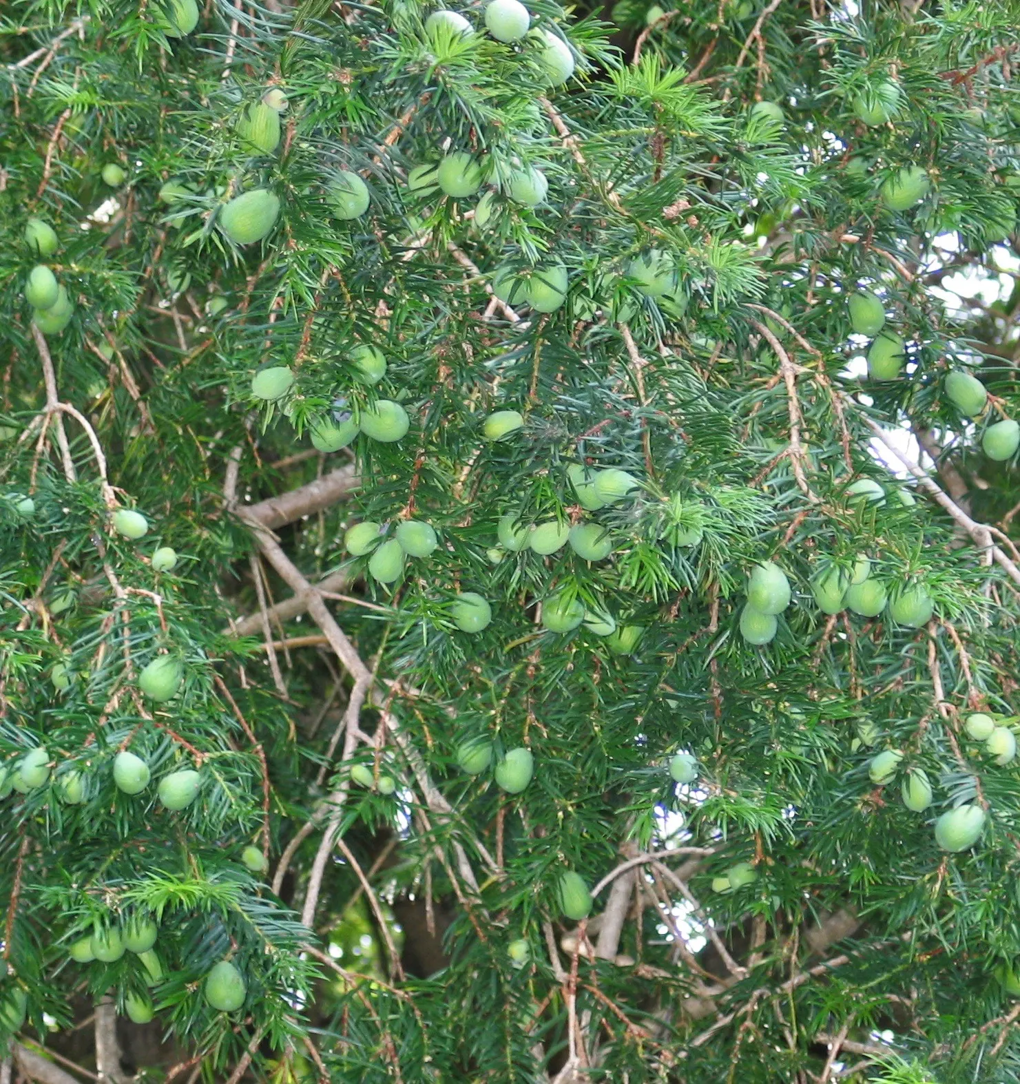 California Nutmeg (Torreya Californica) — and produces plum-like seeds with kernels reminiscent of nu&trade;eg
