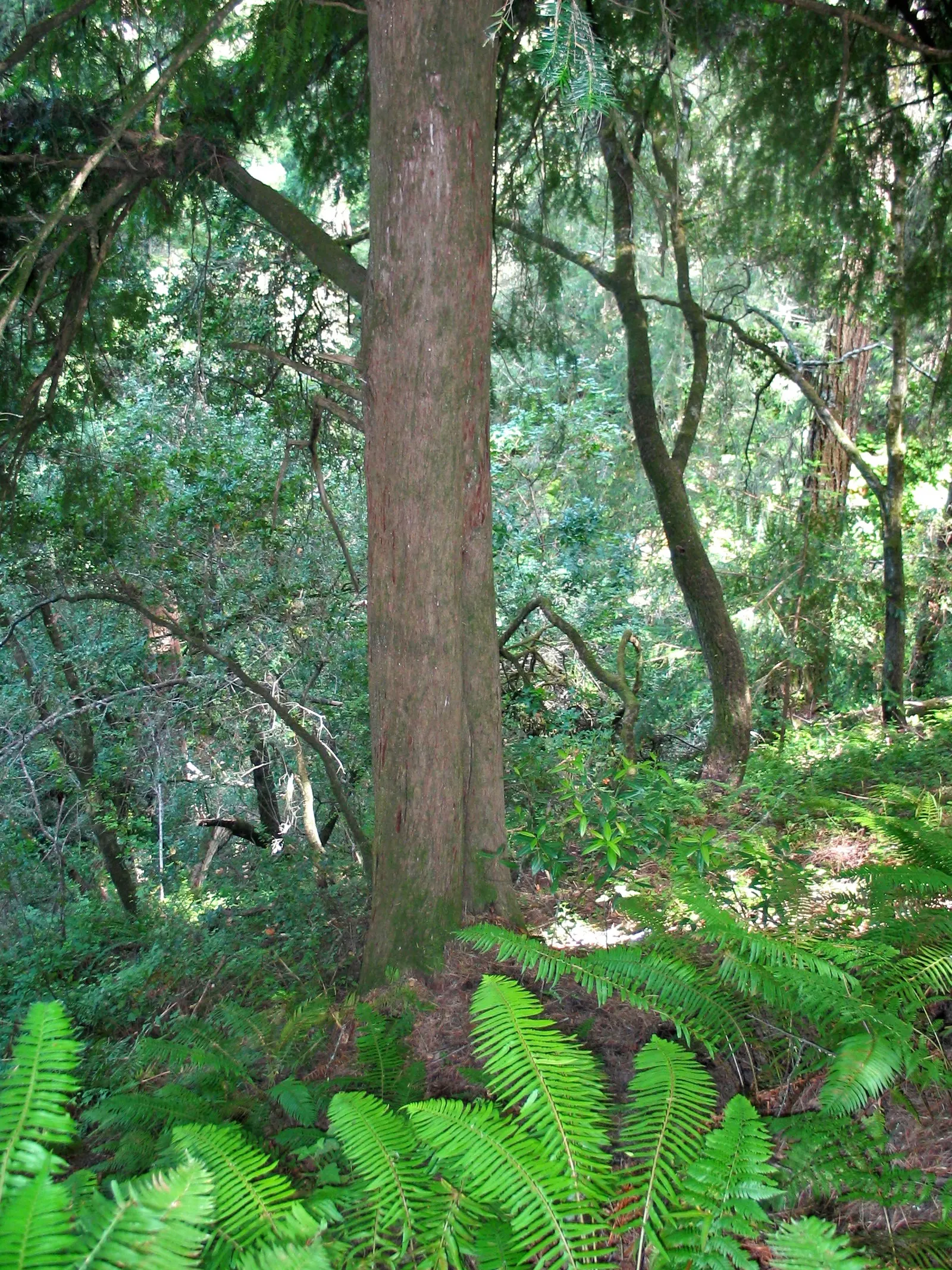 California Nutmeg (Torreya Californica) — The California Nutmeg requires minimal maintenance once established; making it a noble choice for a client's garden