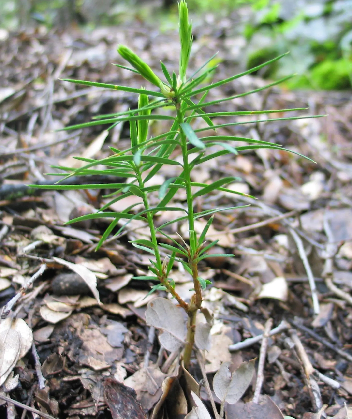 California Nutmeg (Torreya Californica) — ranging from 1 to 1.5 inches long; consider its requirements for well-drained soil and part to full shade, image 47