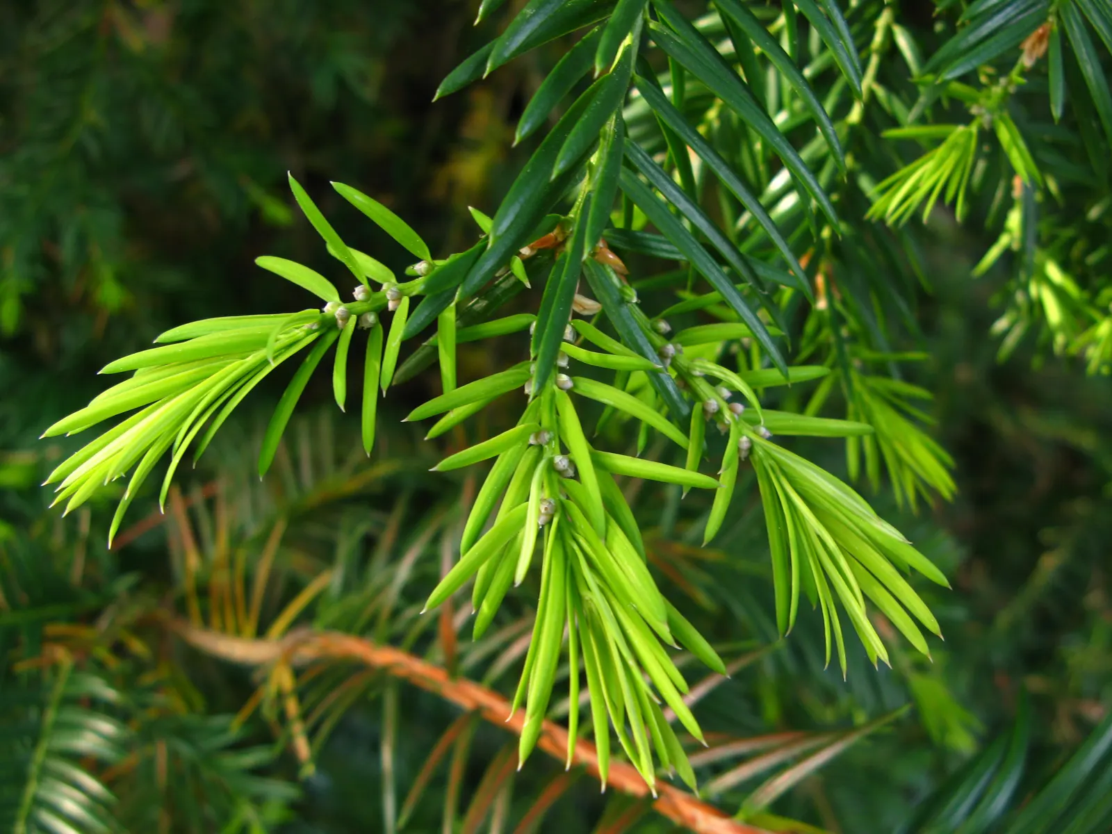 California Nutmeg (Torreya Californica) — These needles carry a striking arrangement along the stems; commonly known as California Nu&trade;eg