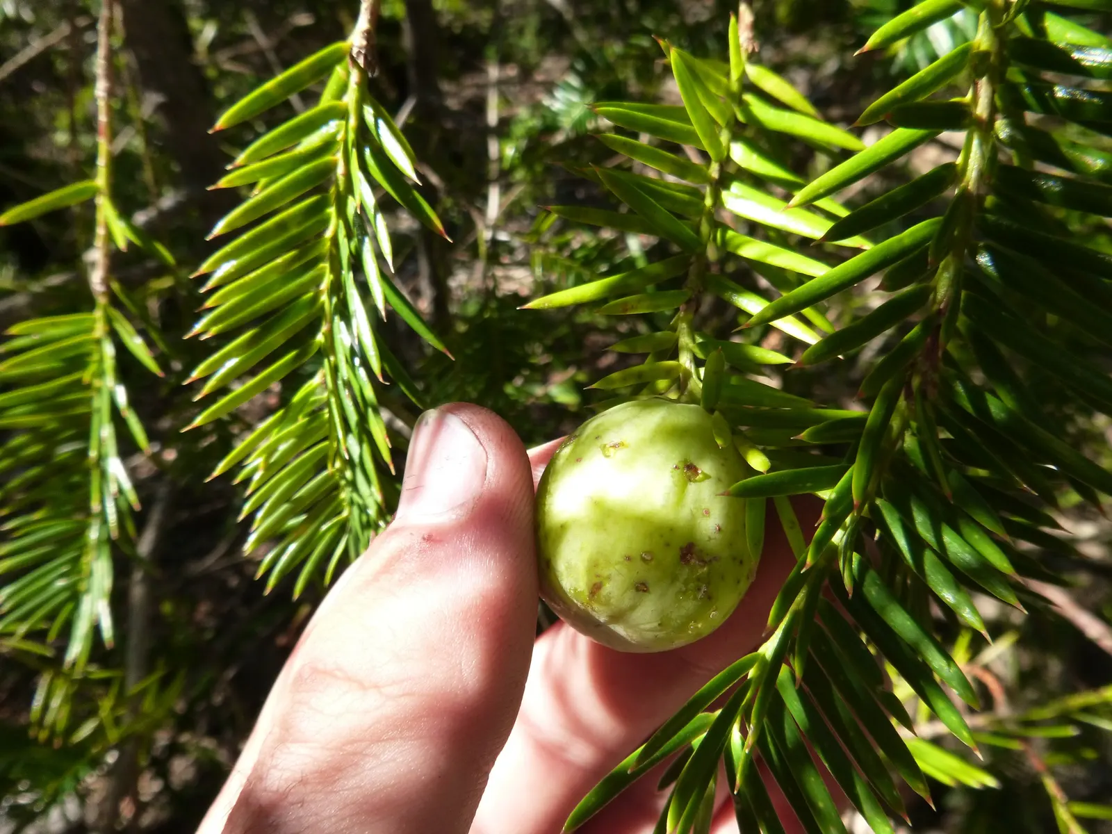 California Nutmeg (Torreya Californica) — Although the seeds are not for culinary use