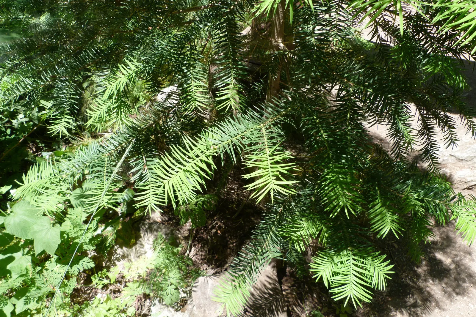 California Nutmeg (Torreya Californica) — Its slow growth and conical form make it ideal for focal points in shade gardens