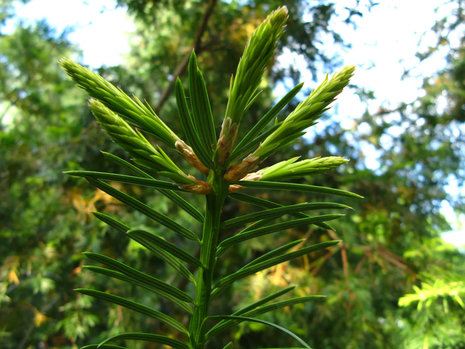 California Nutmeg (Torreya Californica) — Resembling true nutmeg in appearance; conifer / tree for full
