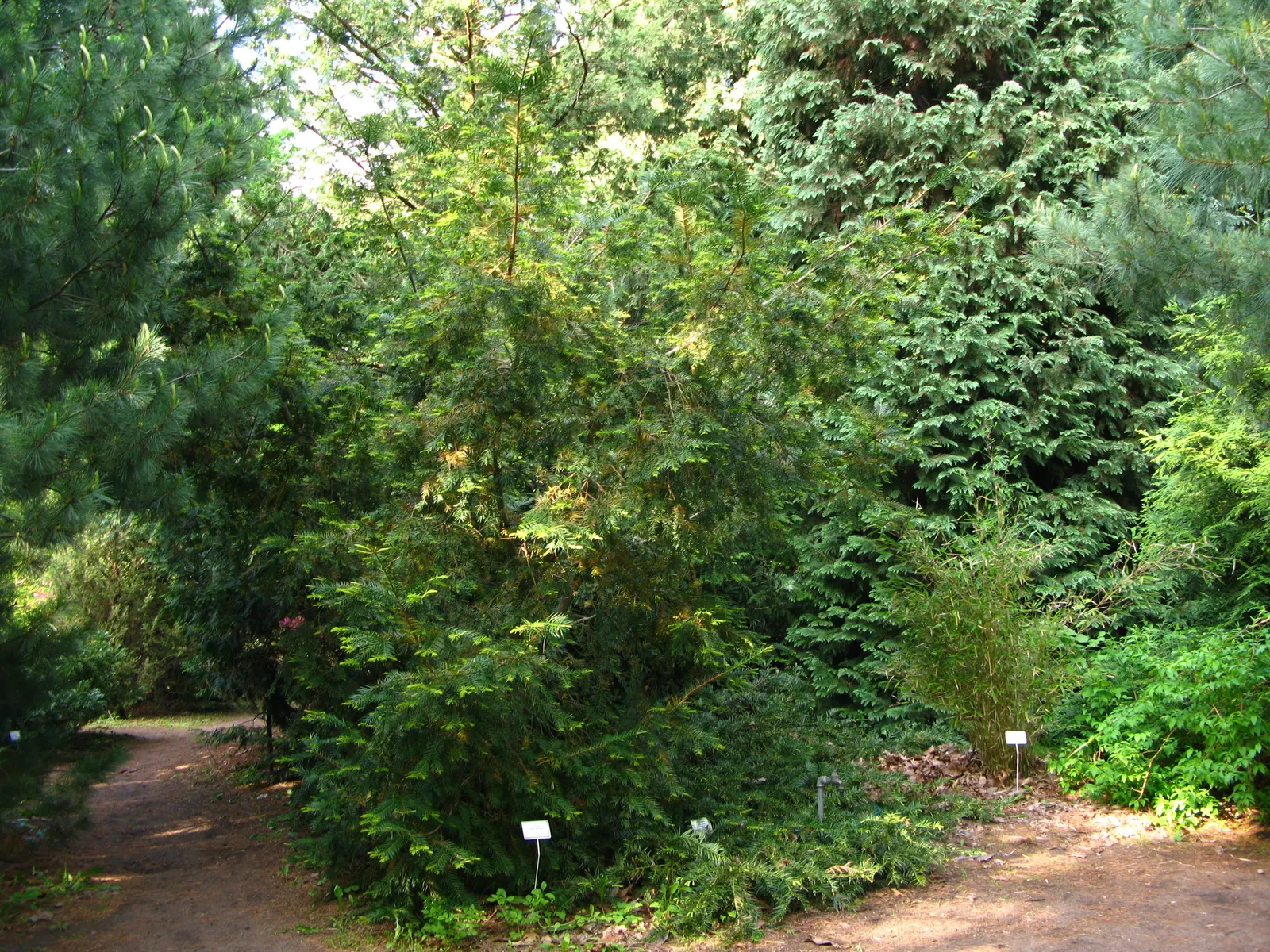 California Nutmeg (Torreya Californica) — commonly known as California Nu&trade;eg; and produces plum-like seeds with kernels reminiscent of nu&trade;eg