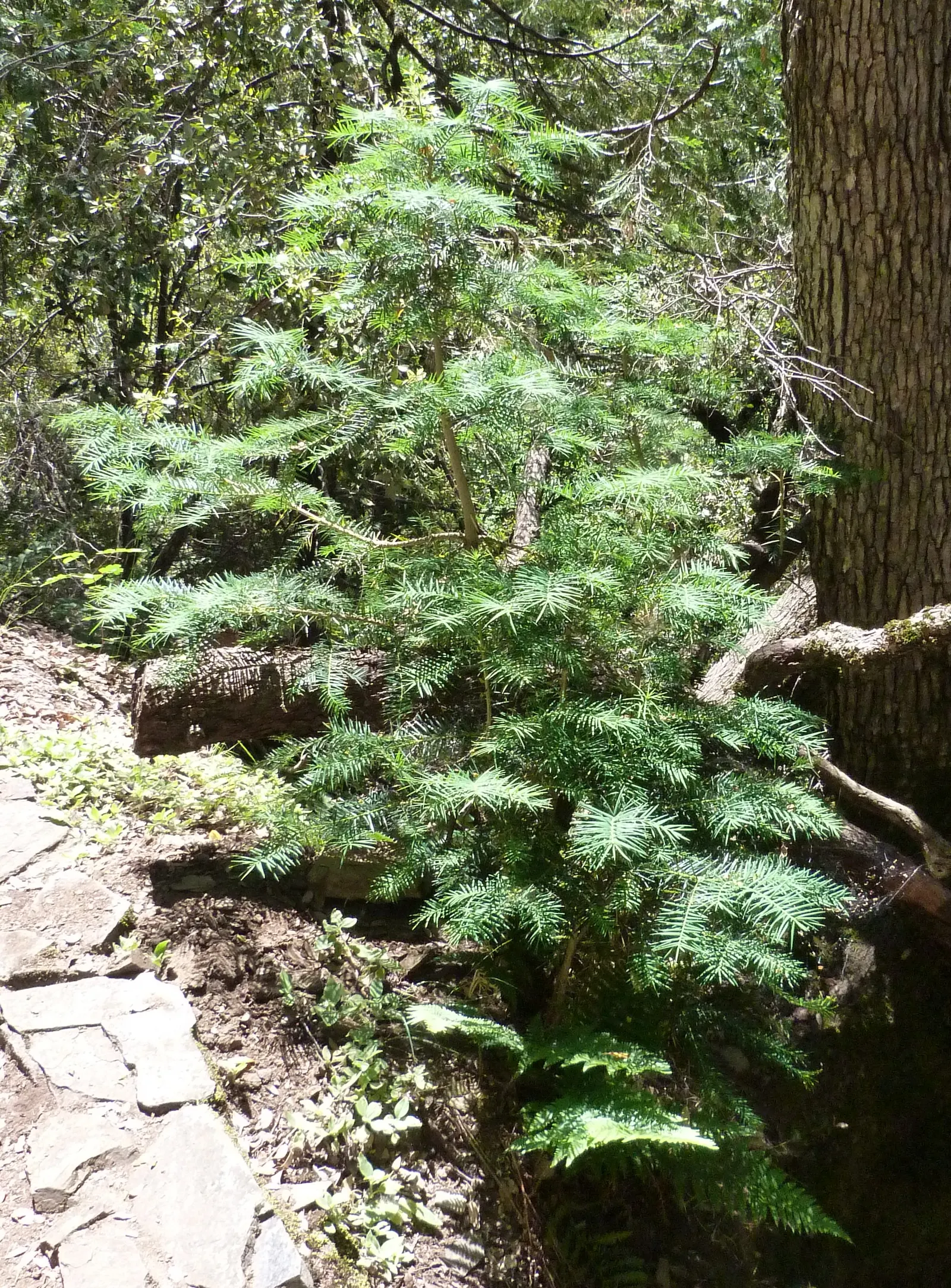 California Nutmeg (Torreya Californica) — Prefers moist, well-drained soil and partial shade