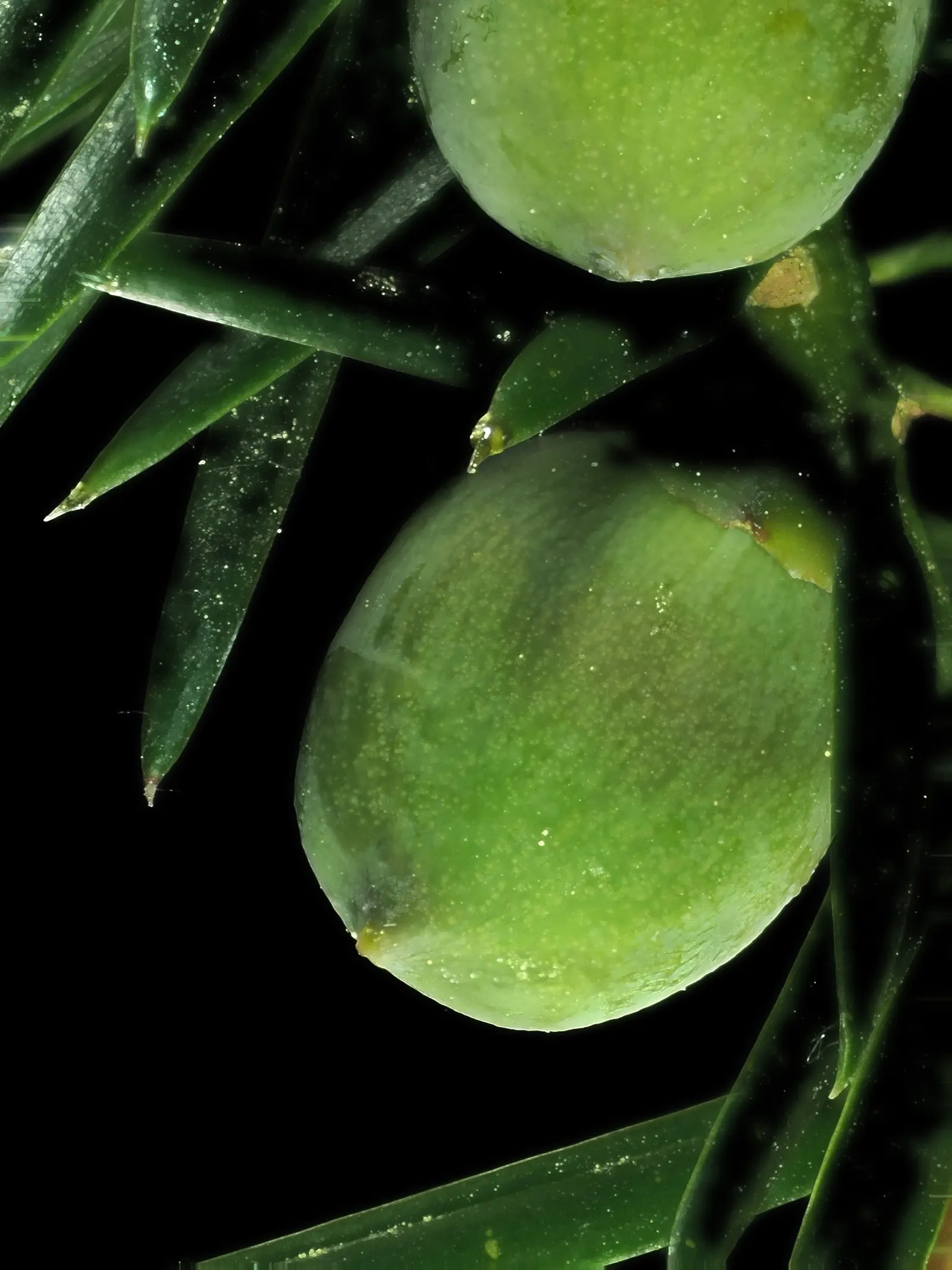 California Nutmeg (Torreya Californica) — yet low-maintenance addition to their landscape