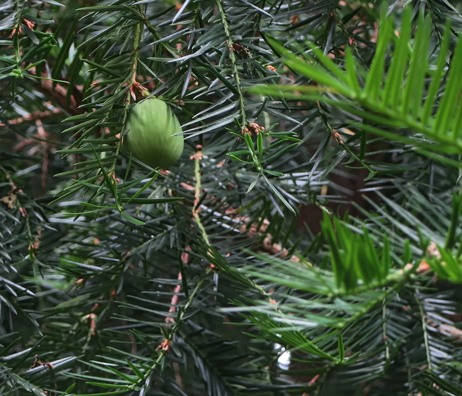 California Nutmeg (Torreya Californica) — When incorporating Torreya californica into a design