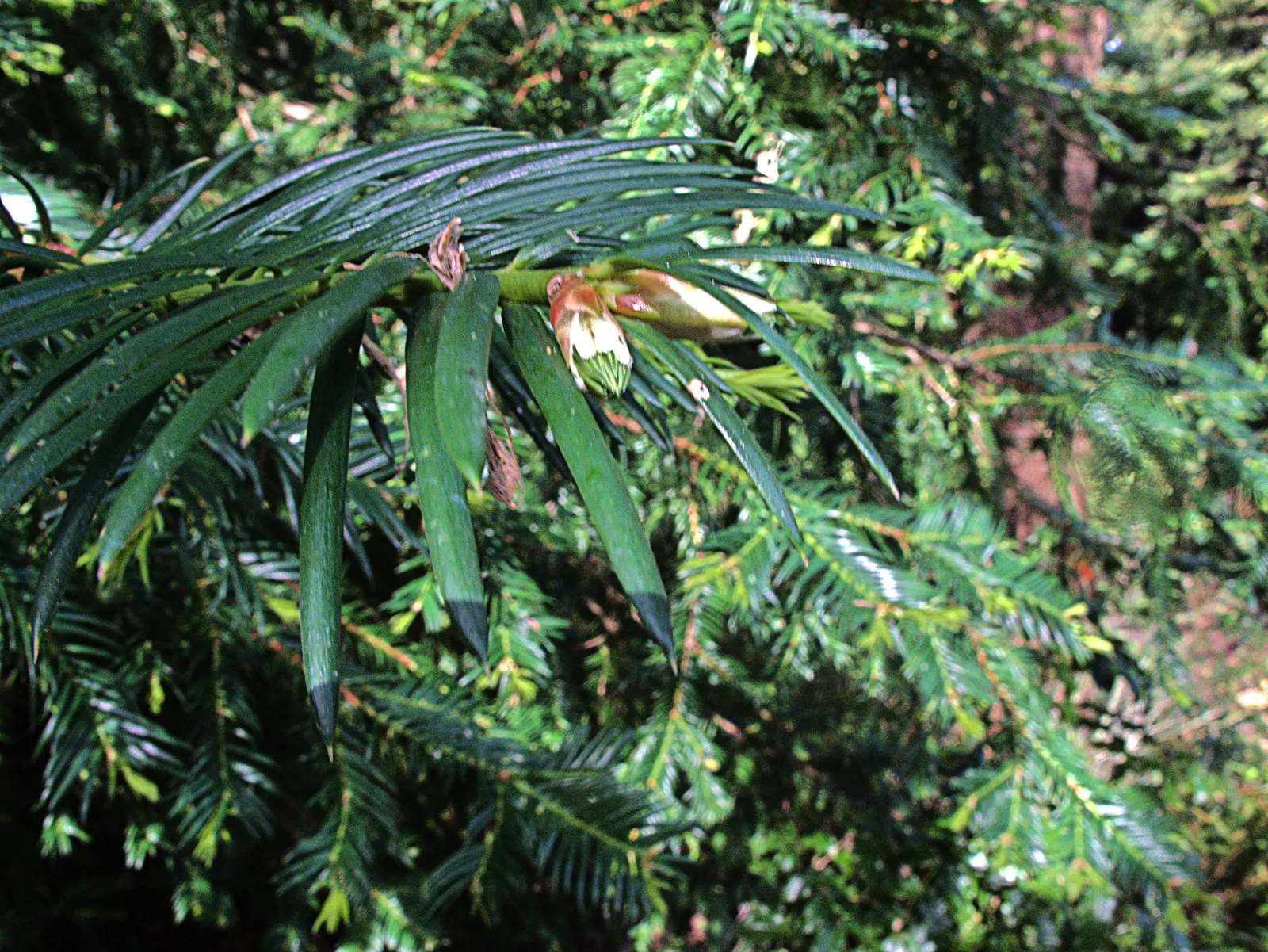 California Nutmeg (Torreya Californica) — conifer / tree for full; the California Nutmeg requires minimal maintenance once established