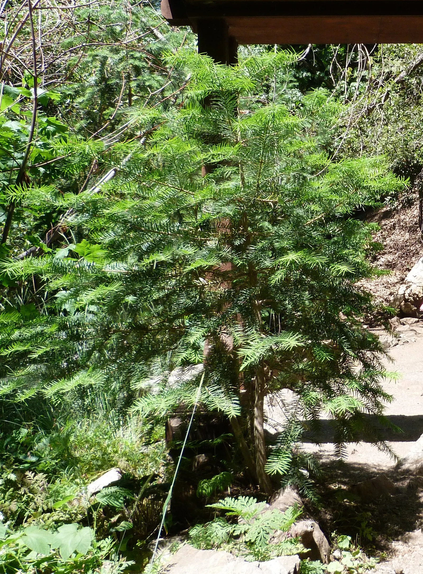 California Nutmeg (Torreya Californica) — These needles carry a striking arrangement along the stems