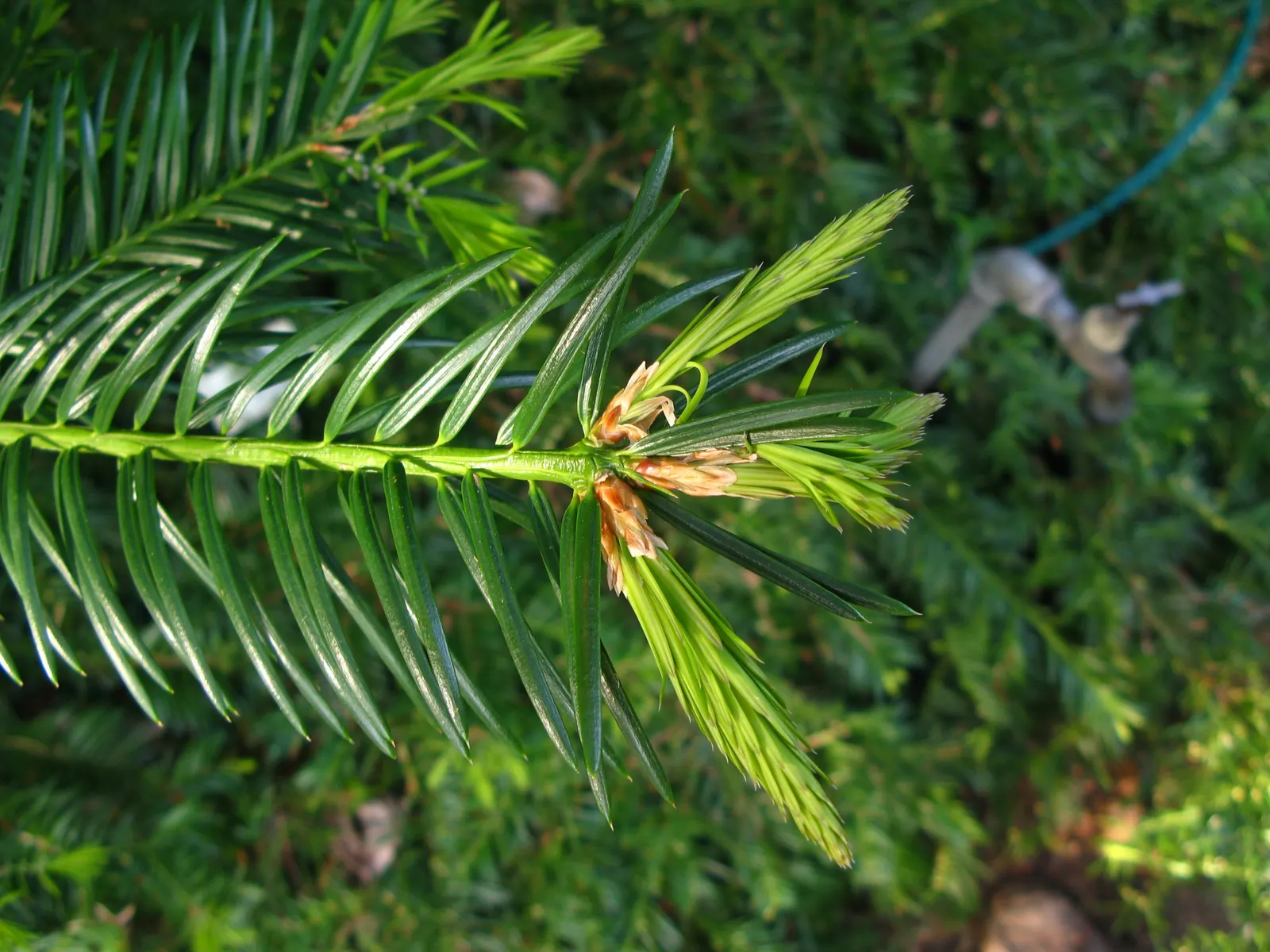 California Nutmeg (Torreya Californica) — Although the seeds are not for culinary use; yet low-maintenance addition to their landscape