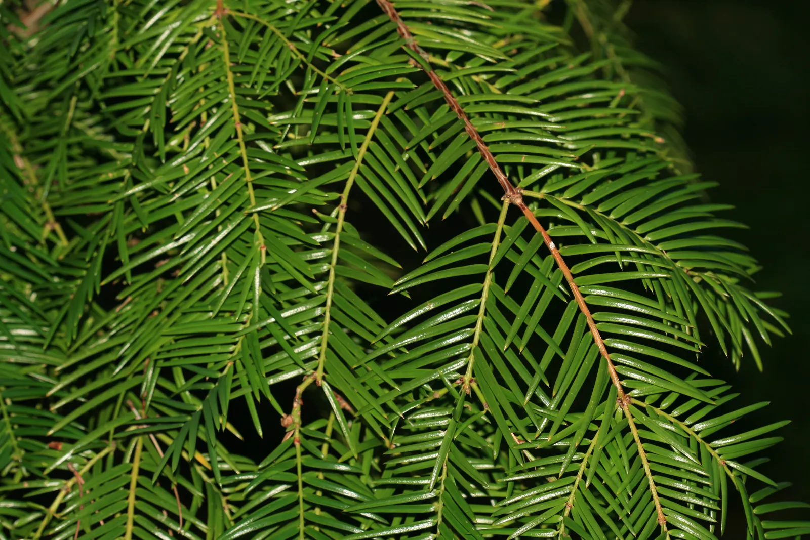 California Nutmeg (Torreya Californica) — Prefers moist, well-drained soil and partial shade; these needles carry a striking arrangement along the, image 49