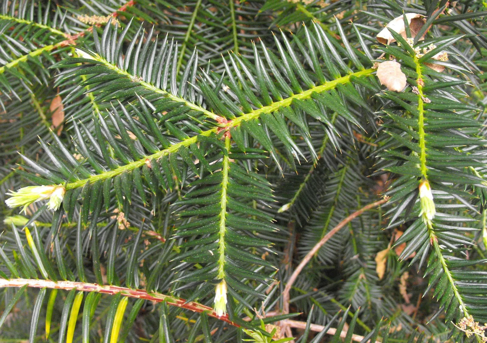 California Nutmeg (Torreya Californica) — scientifically known as Torreya californica; is an evergreen tree found in the wild up to 49 ft tall but, image 51