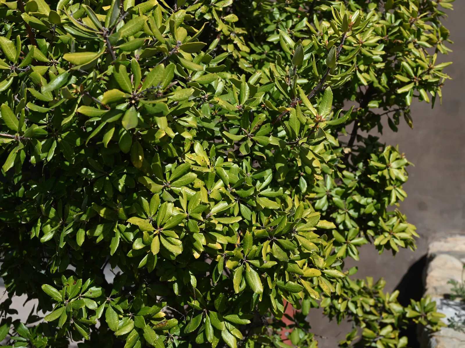 Summer Holly (Comarostaphylis Diversifolia) — though it can occasionally grow taller with age