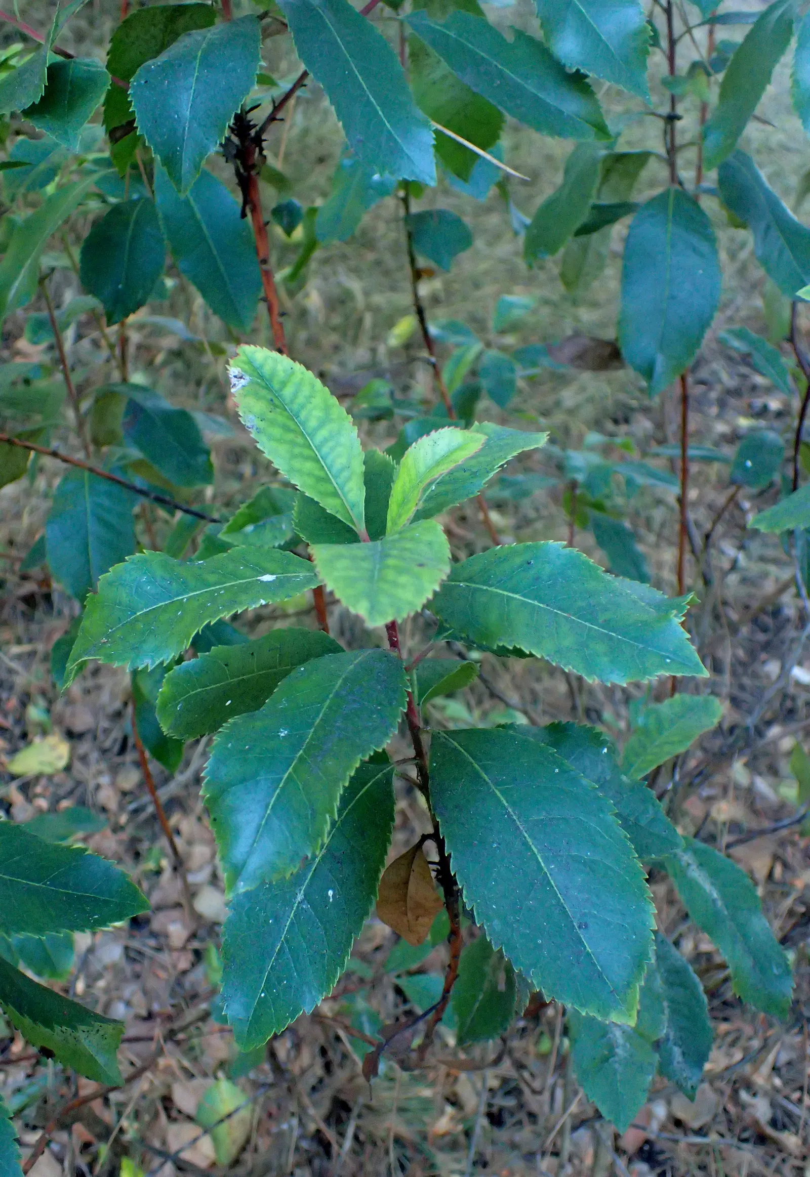 Summer Holly (Comarostaphylis Diversifolia) — Prefers well-drained soil and partial shade; makes it an excellent choice for Mediterranean or xeric garden