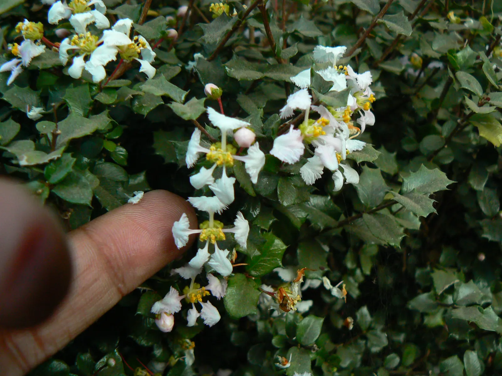 Summer Holly (Comarostaphylis Diversifolia) — Offers habitat value with drought tolerance once established; shrub with white blooms