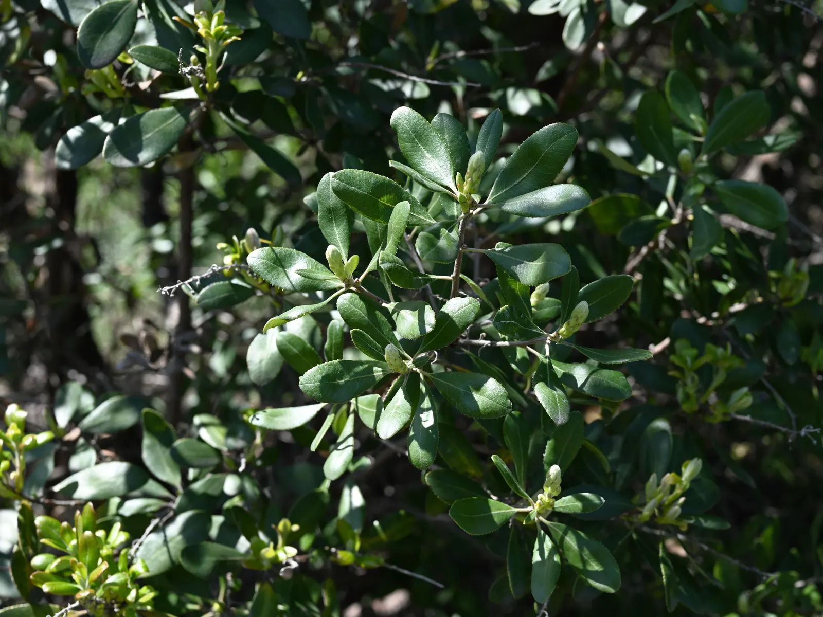 Summer Holly (Comarostaphylis Diversifolia) — Ideal for natural-themed gardens, it reaches 8-20 ft in height with a spread of 10-15 ft