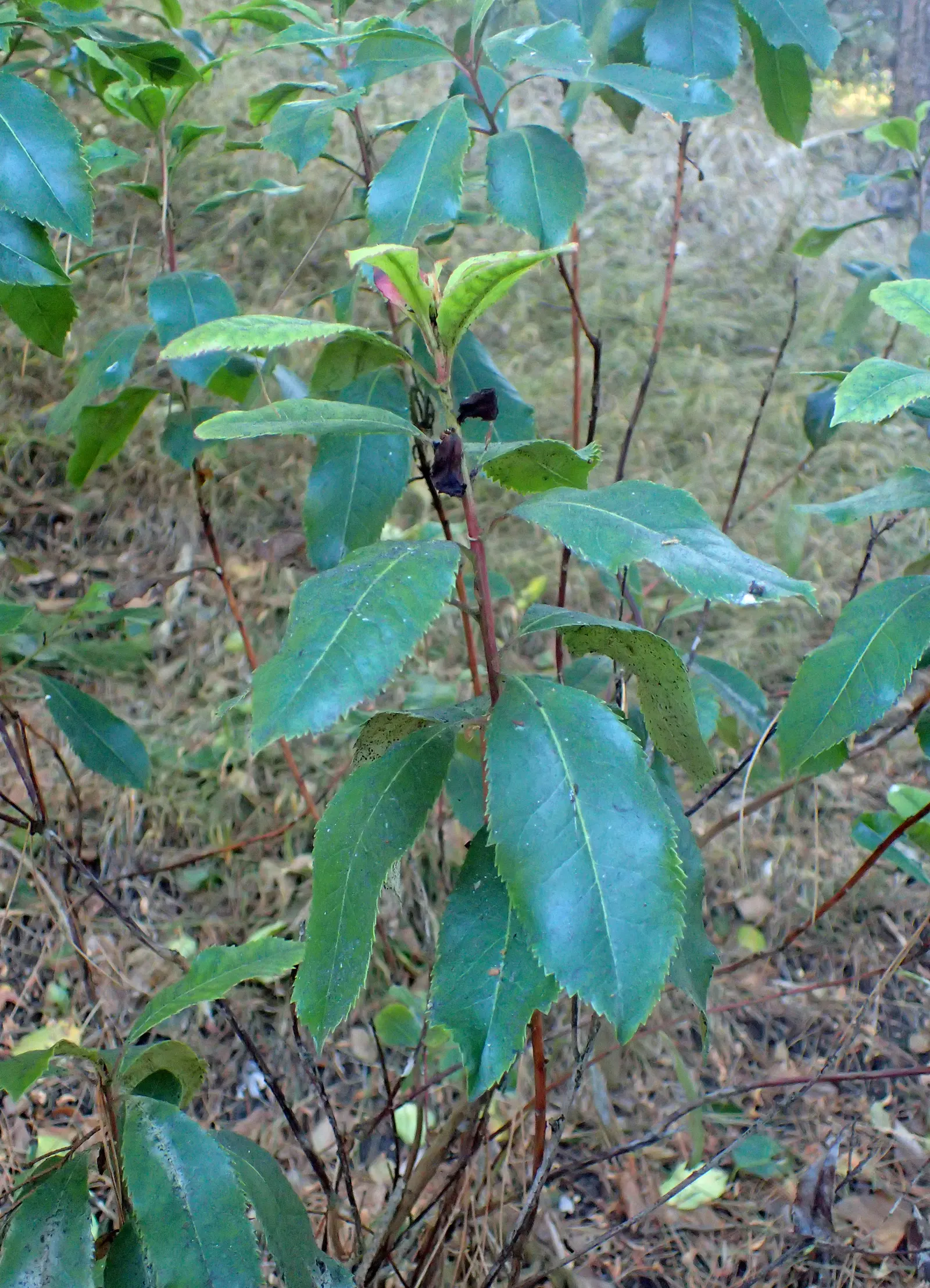 Summer Holly (Comarostaphylis Diversifolia) — Ideal for natural-themed gardens, it reaches 8-20 ft in height with a spread of 10-15 ft; which may vary from 1