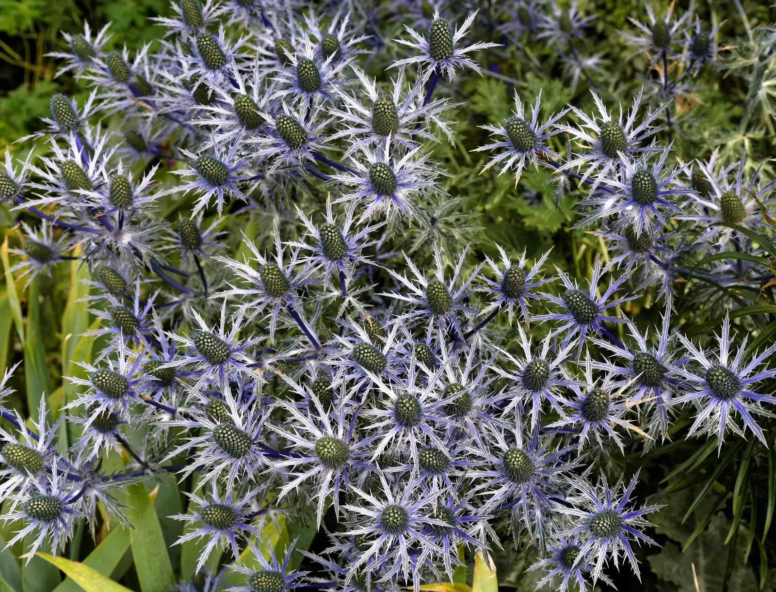 Summer Holly (Comarostaphylis Diversifolia) — The Summer Holly, Comarostaphylis diversifolia, is an evergreen shrub, native to California